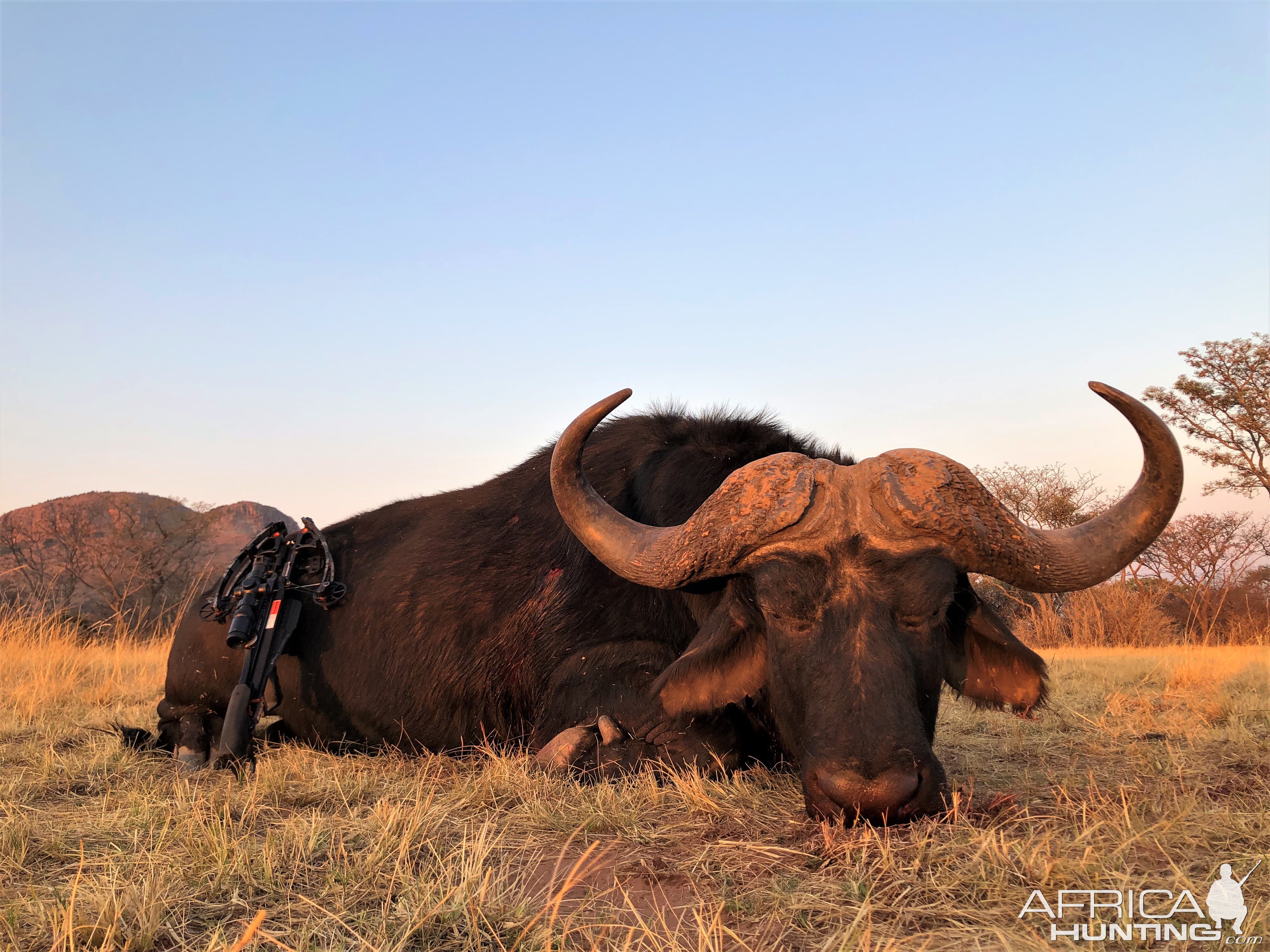 South Africa Crossbow Hunt Cape Buffalo