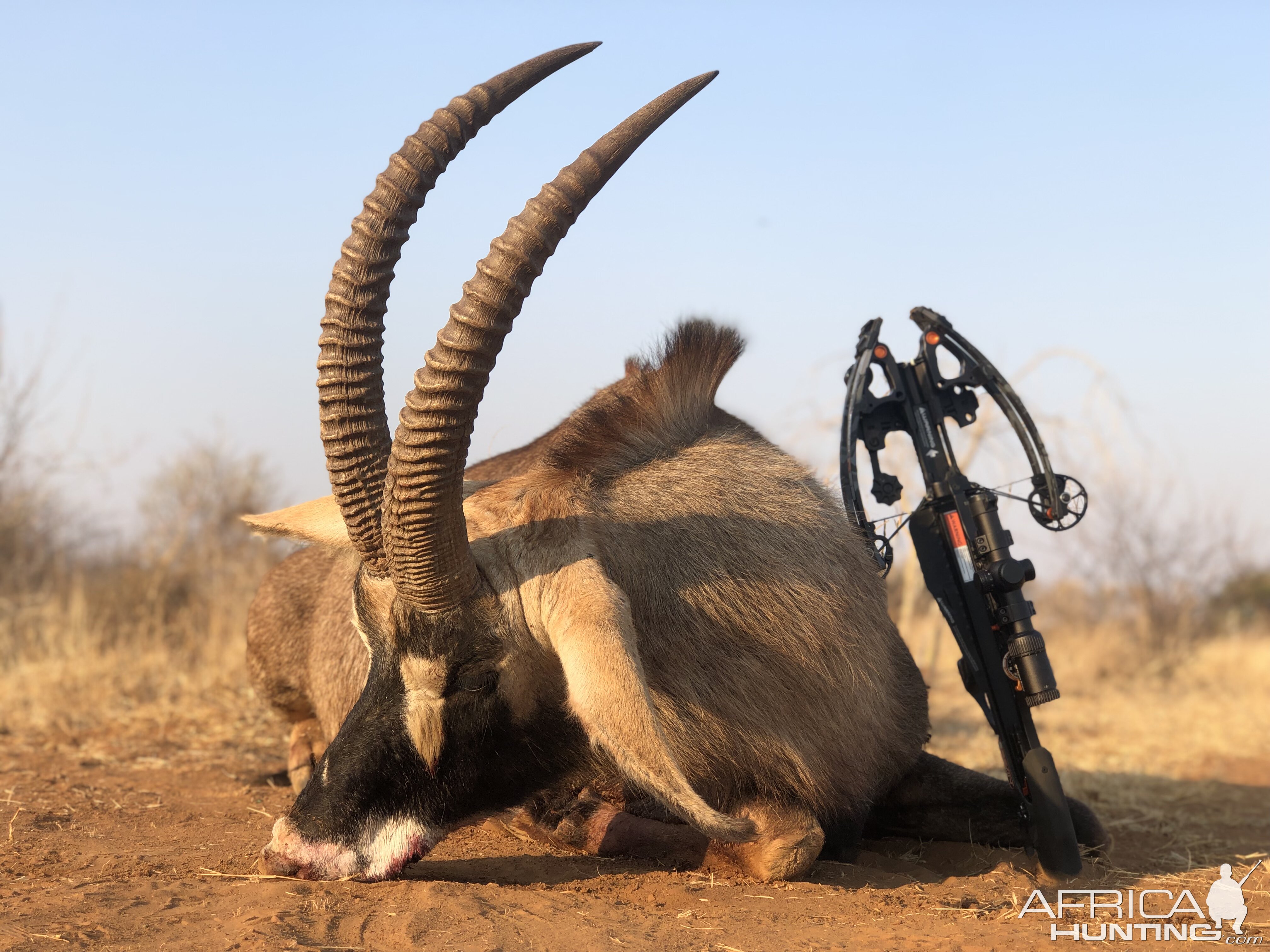 South Africa Crossbow Hunt Roan