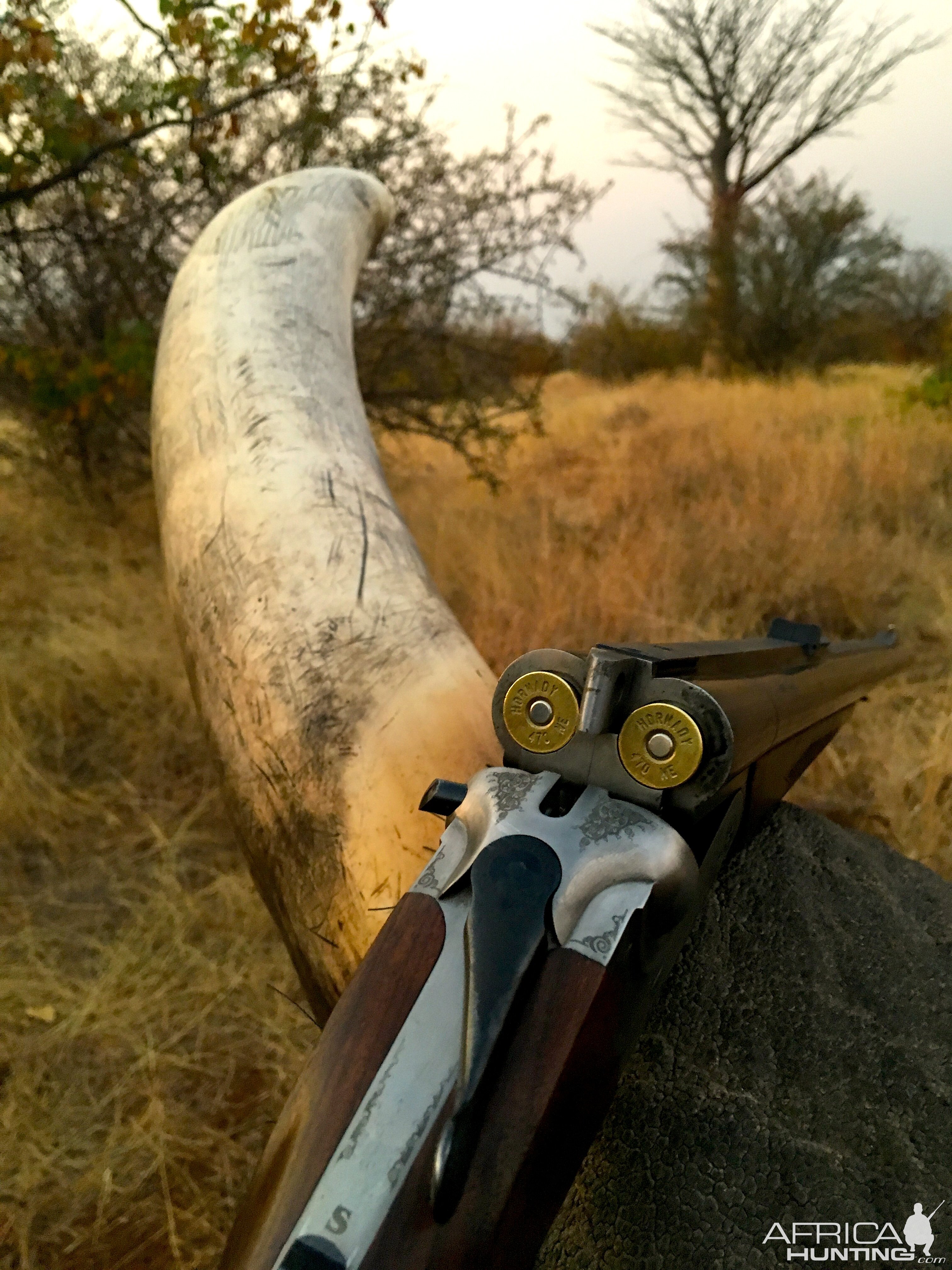 South Africa Elephant Hunting