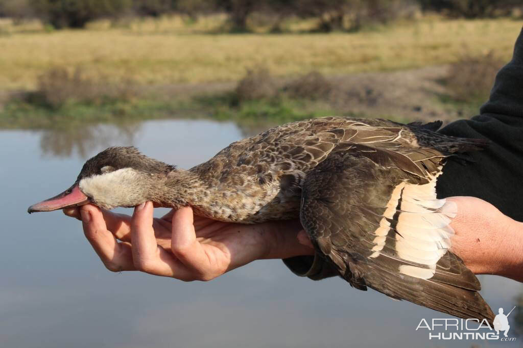 South Africa Geese Wing Shooting