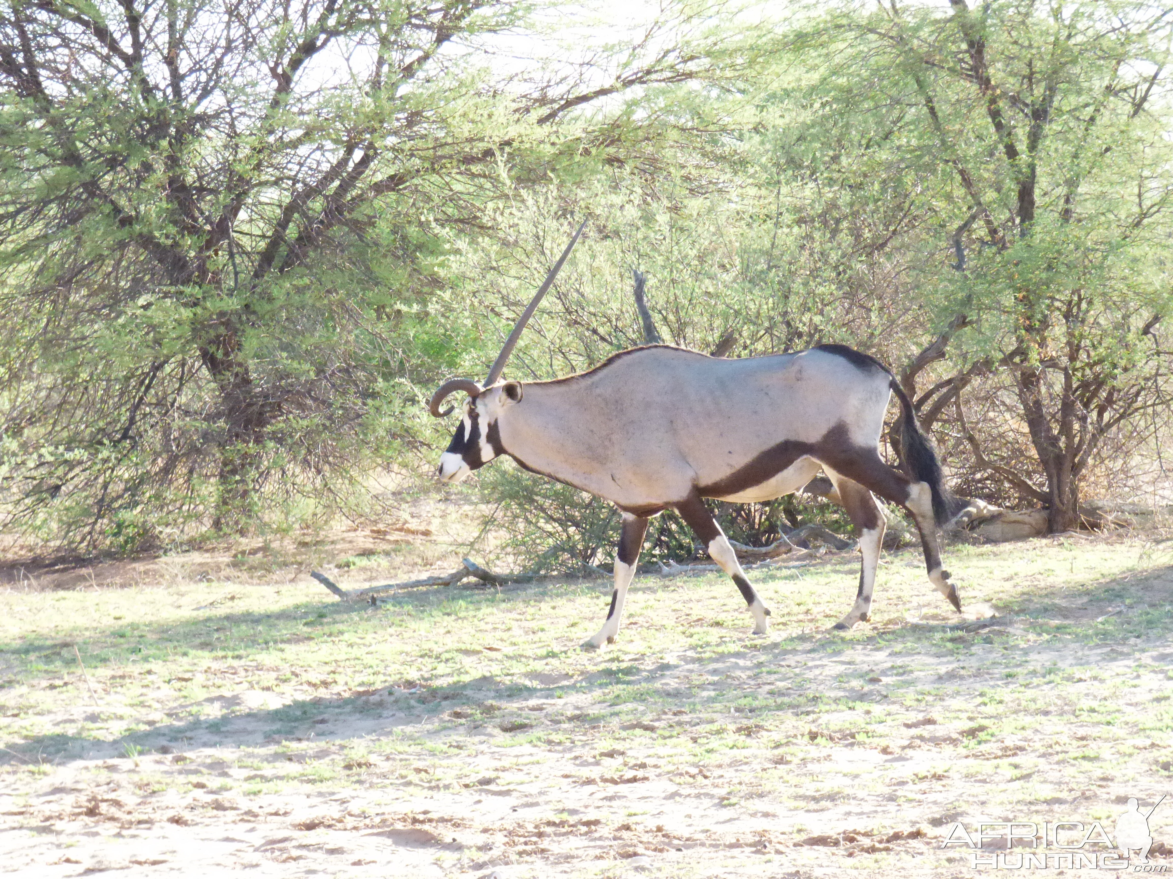 South Africa Gemsbok