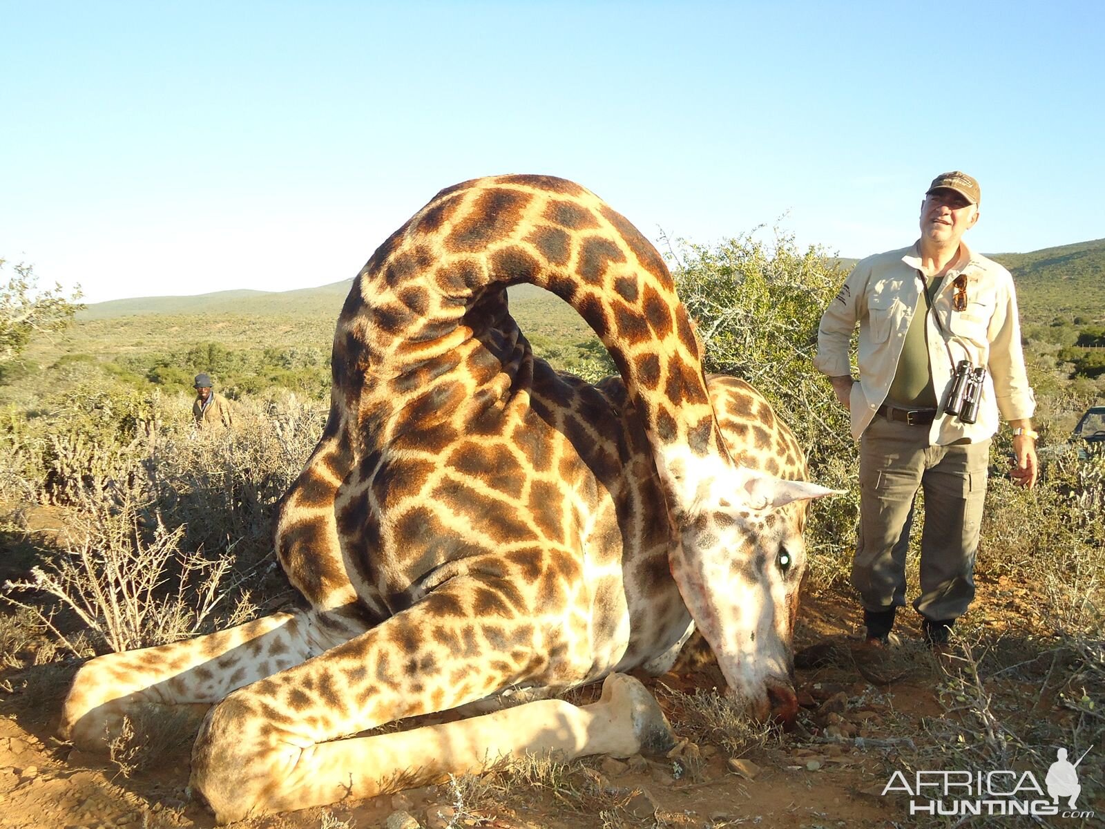 South Africa Giraffe Hunting