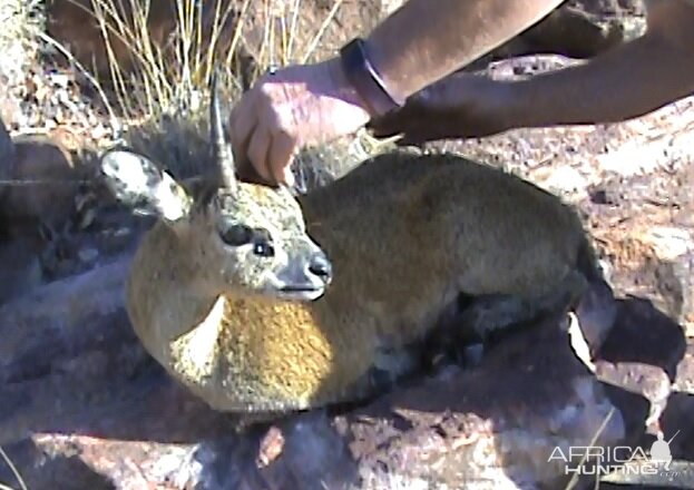 South Africa Hunt 4 7/8" Inch Klipspringer