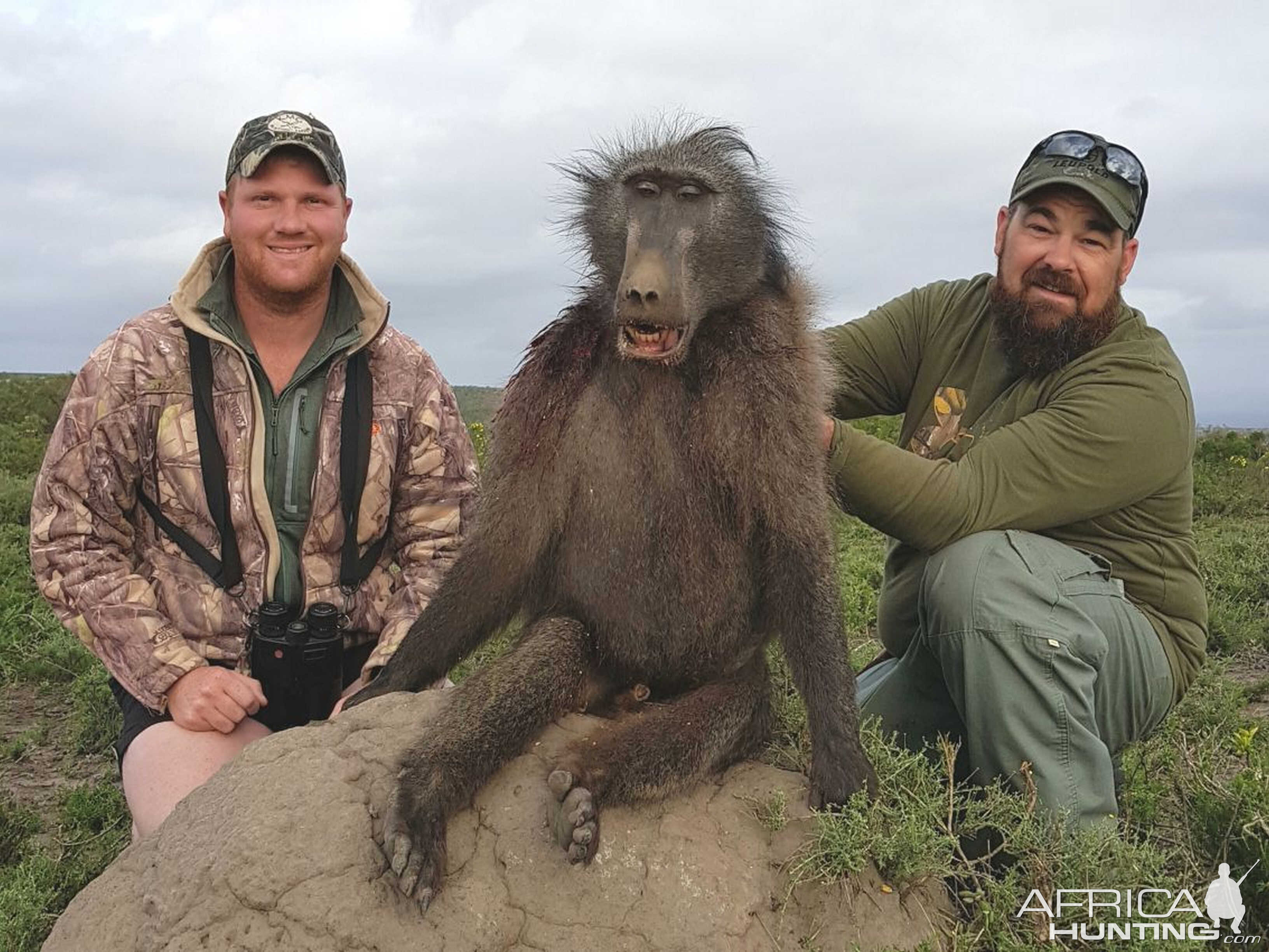 South Africa Hunt Baboon