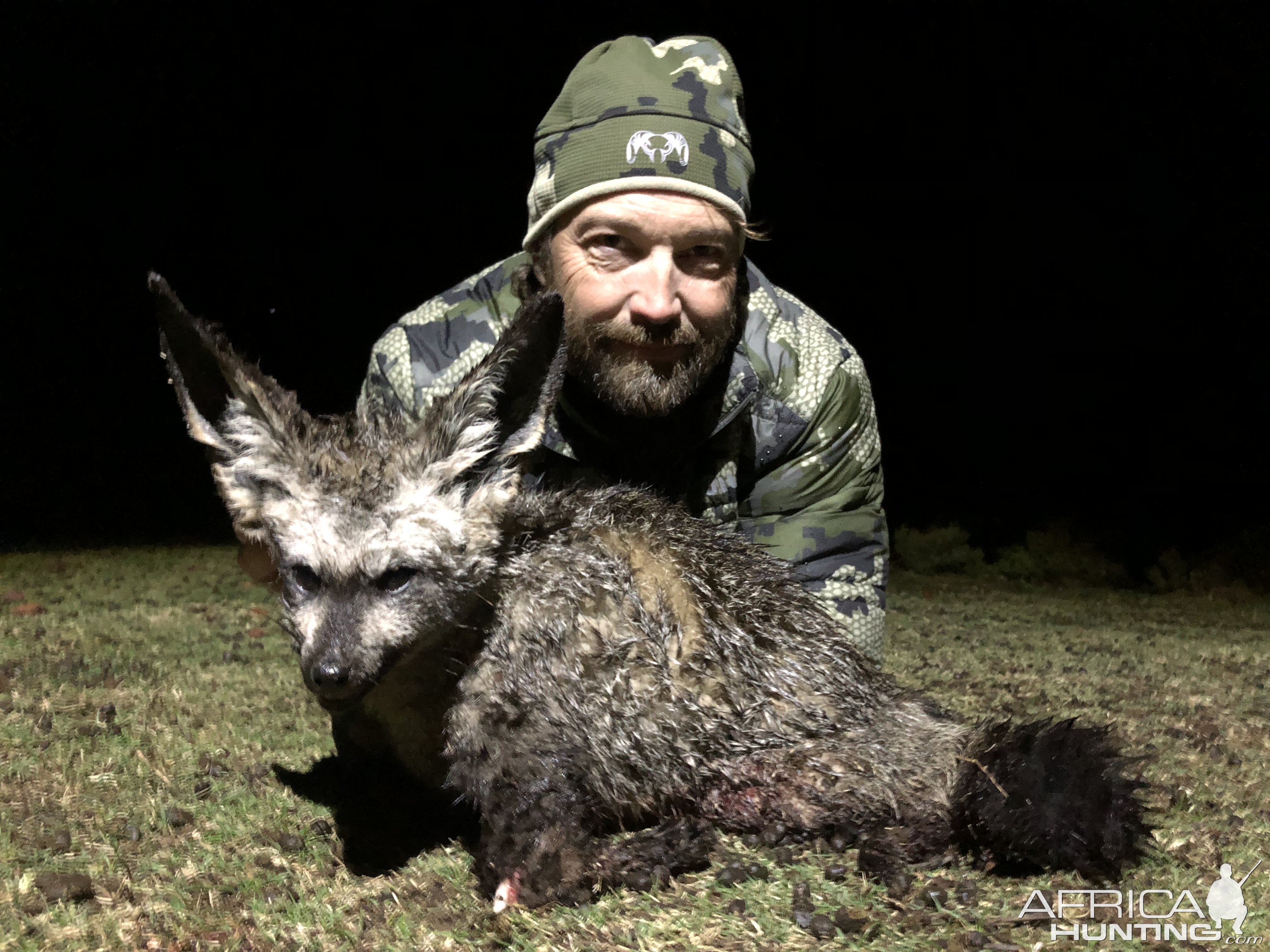 South Africa Hunt Bat Eared Fox