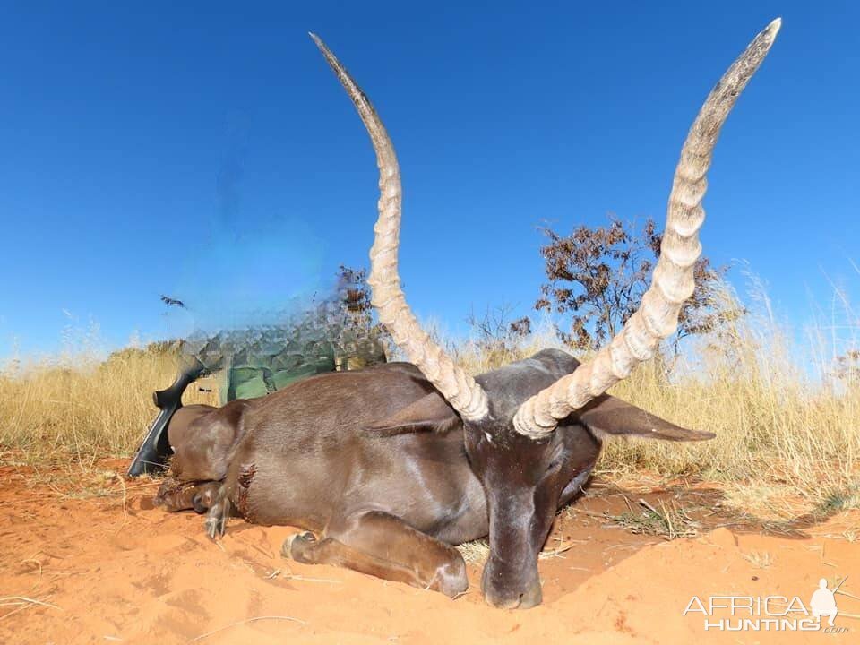 South Africa Hunt Black Impala