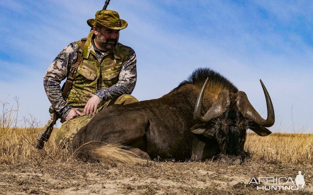 South Africa Hunt Black Wildebeest