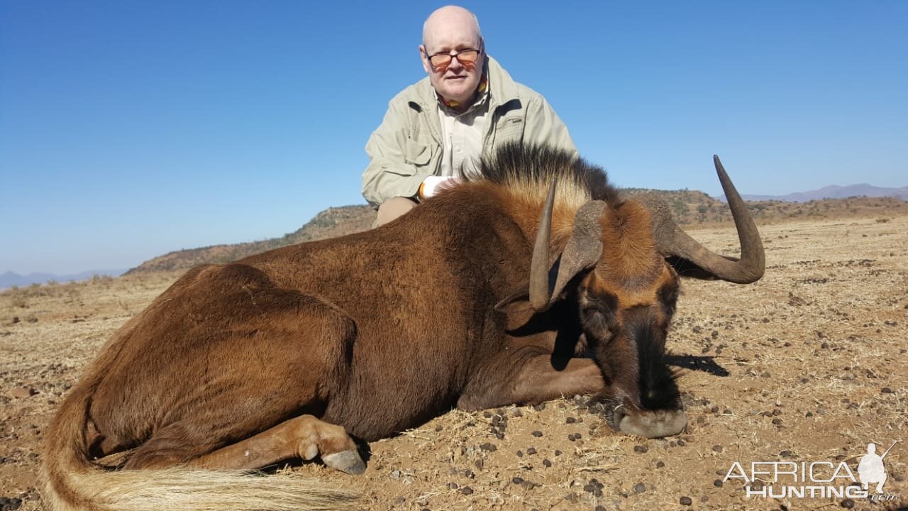 South Africa Hunt Black Wildebeest