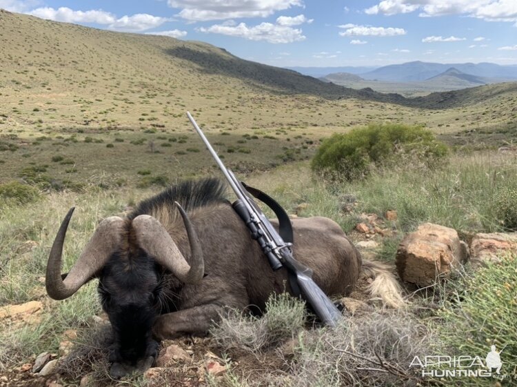 South Africa Hunt Black Wildebeest