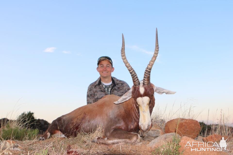 South Africa Hunt Blesbok