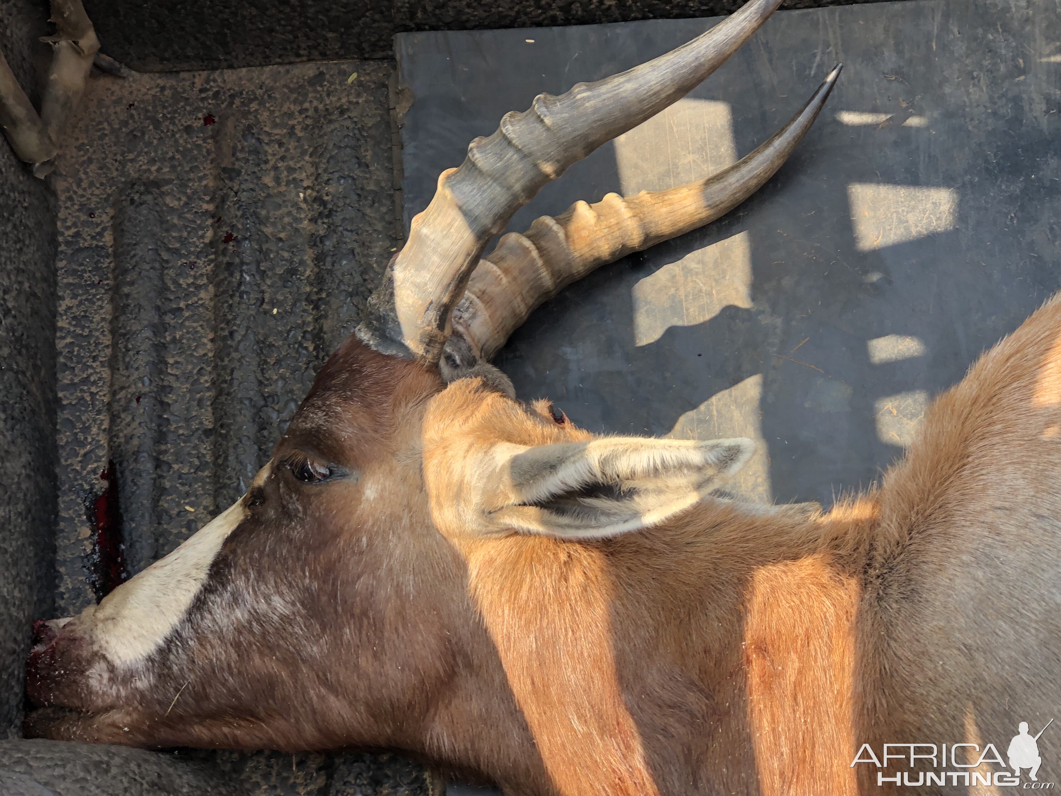 South Africa Hunt Blesbok