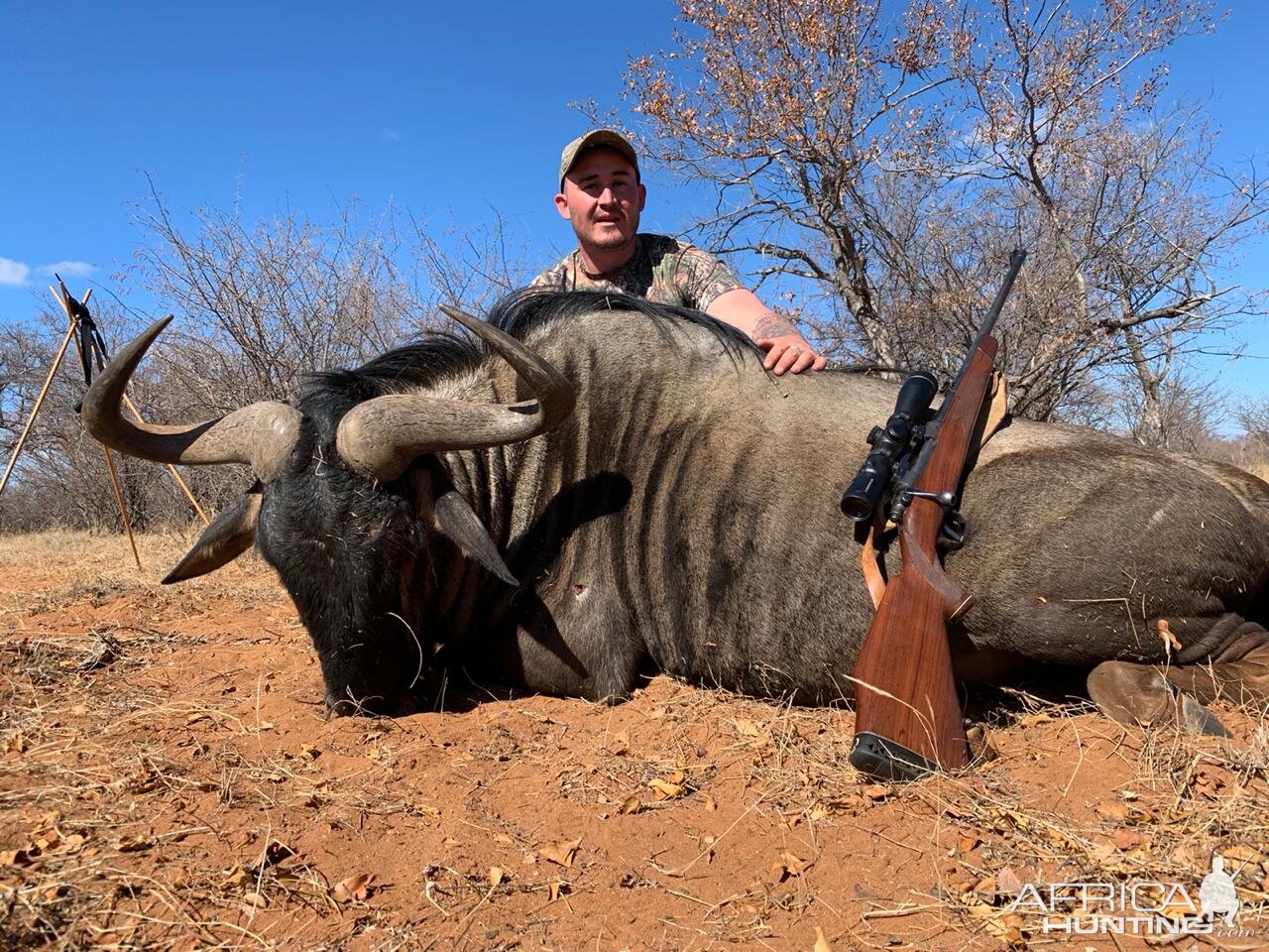 South Africa Hunt Blue Wildebeest