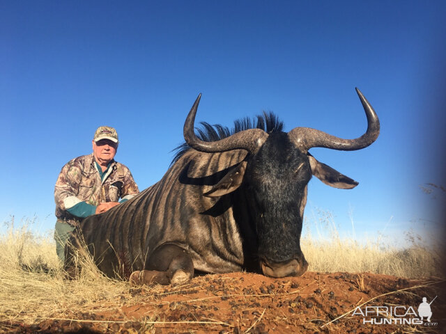 South Africa Hunt Blue Wildebeest