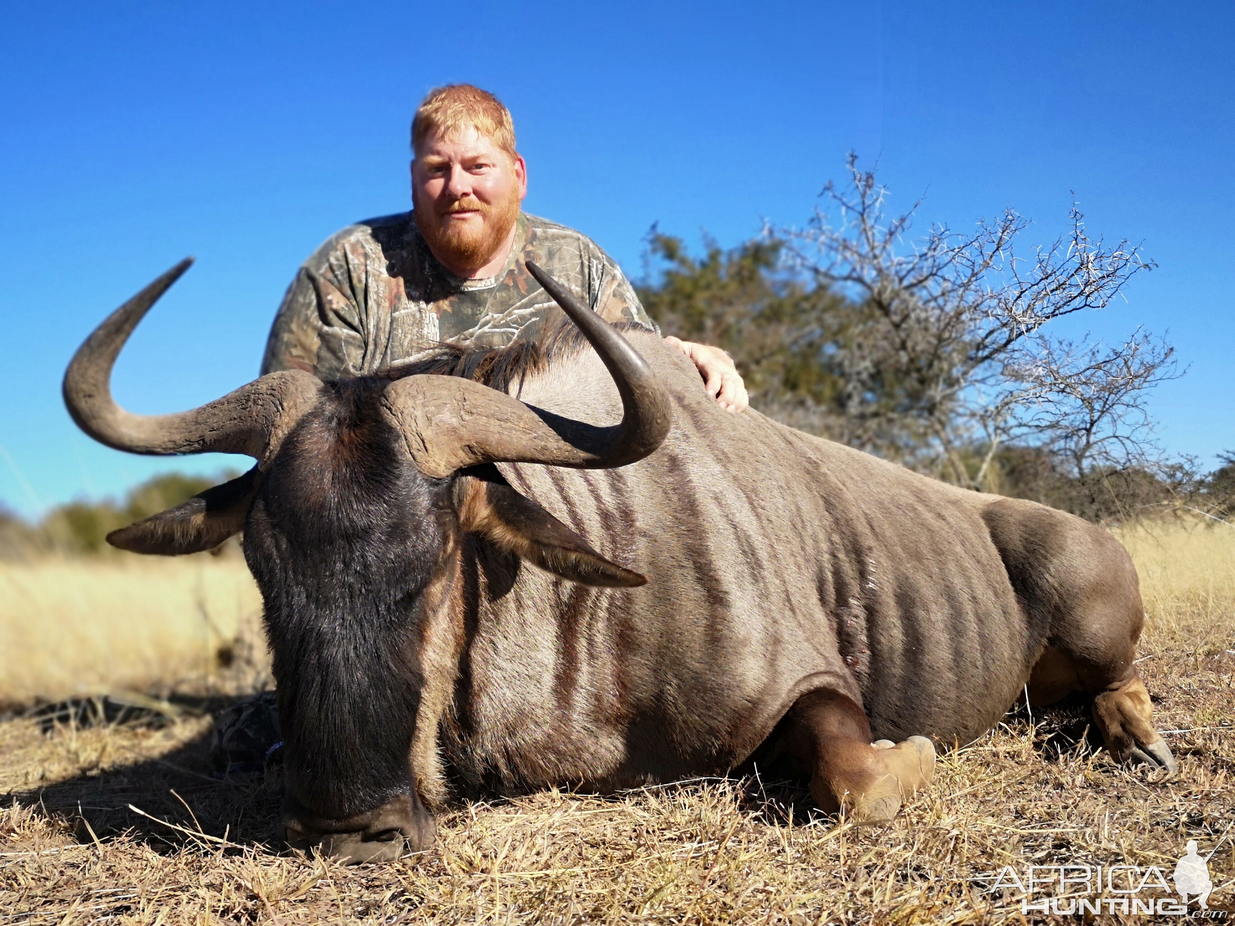 South Africa Hunt Blue Wildebeest