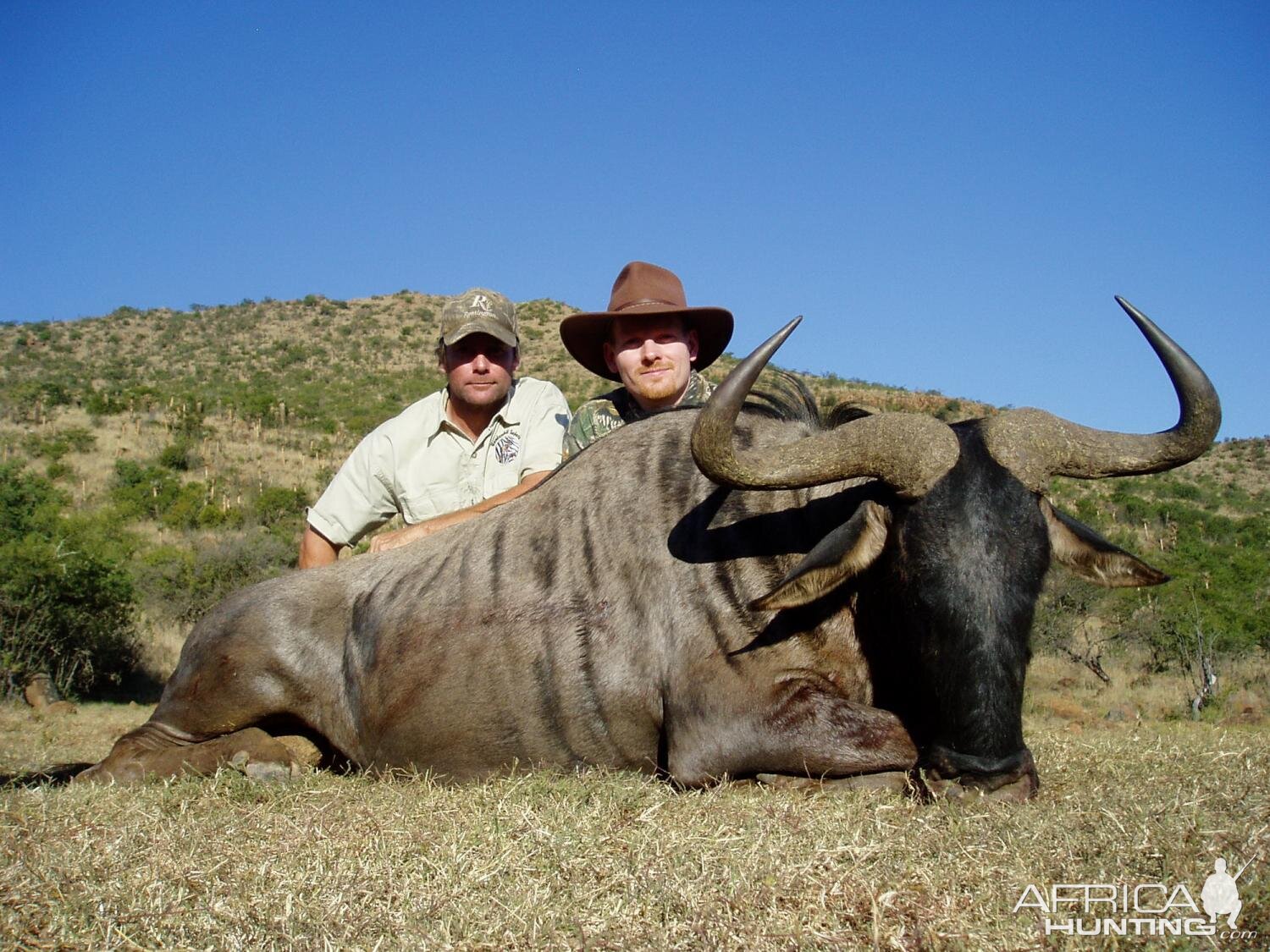 South Africa Hunt Blue Wildebeest