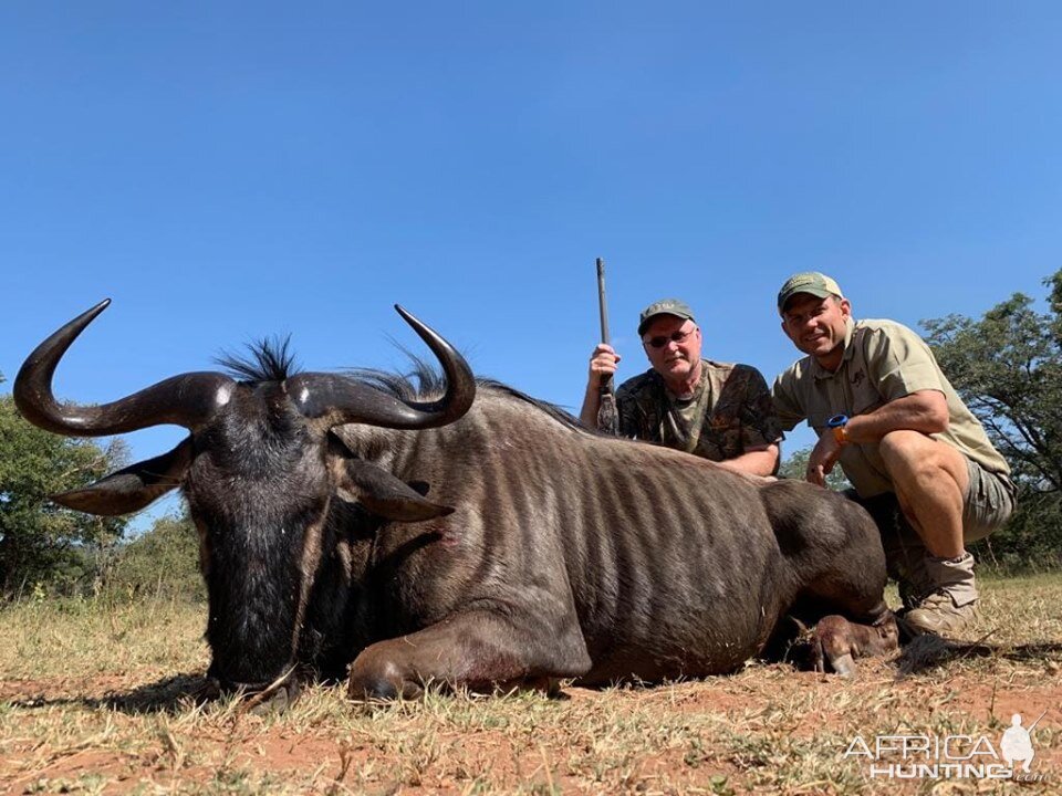 South Africa Hunt Blue Wildebeest