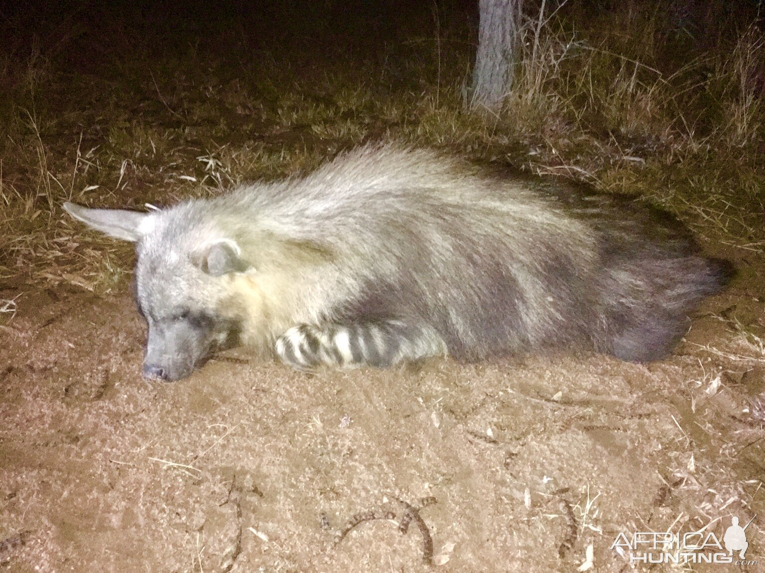 South Africa Hunt Brown Hyena