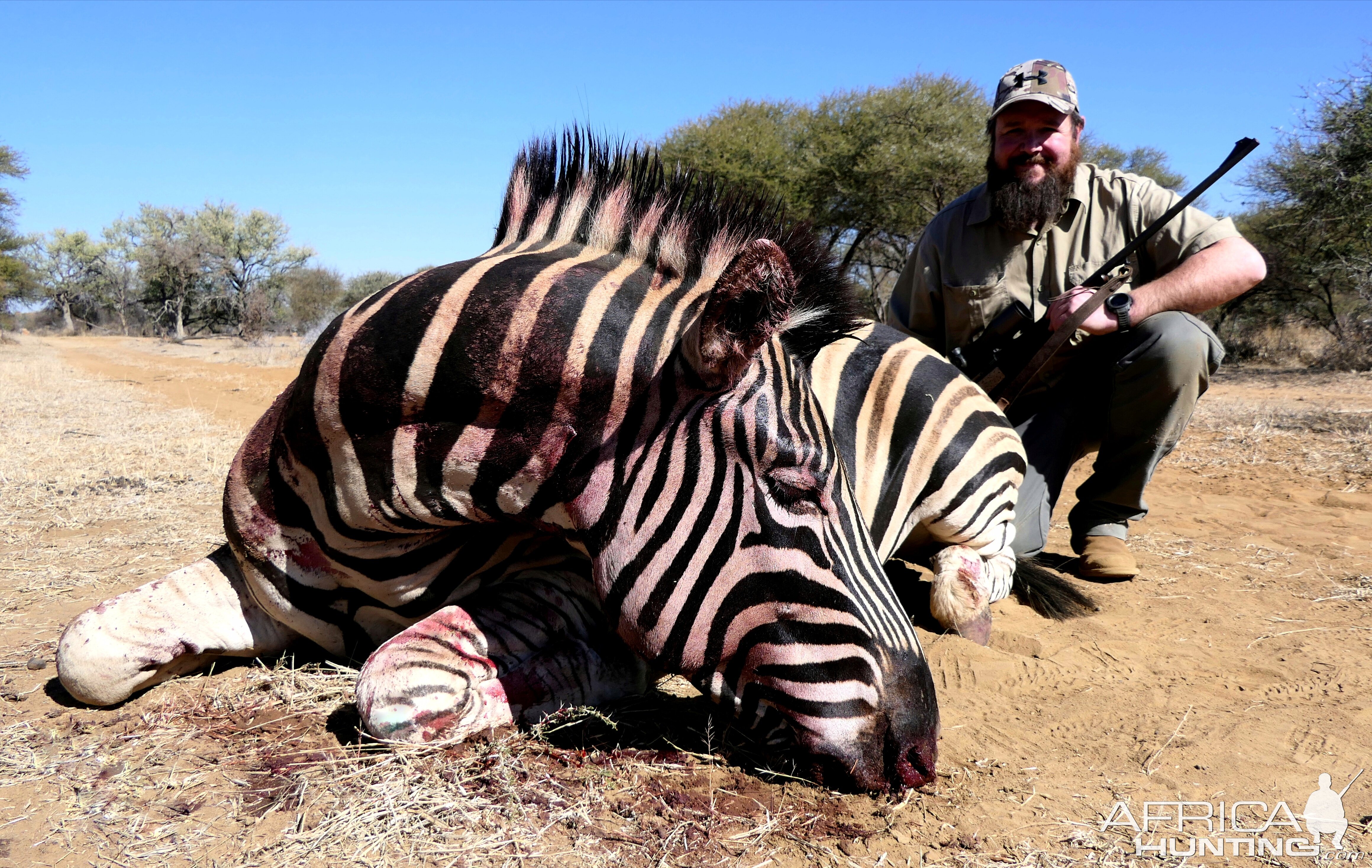 South Africa Hunt Burchell's Plain Zebra