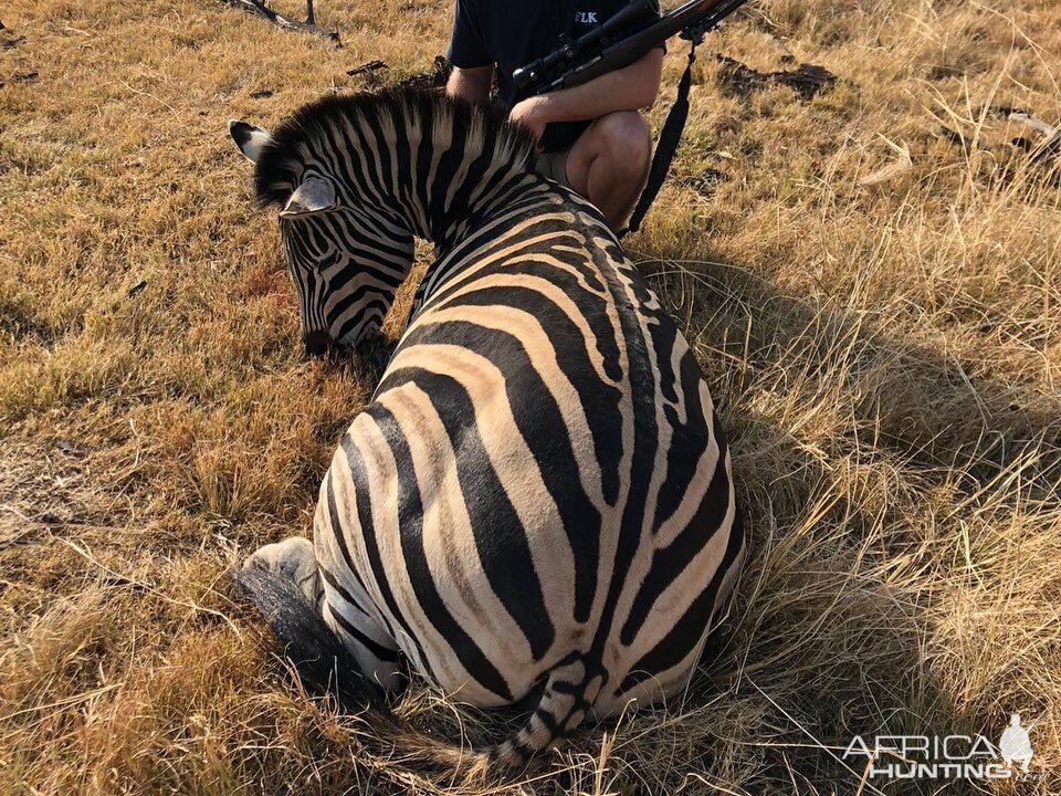 South Africa Hunt Burchell's Plain Zebra