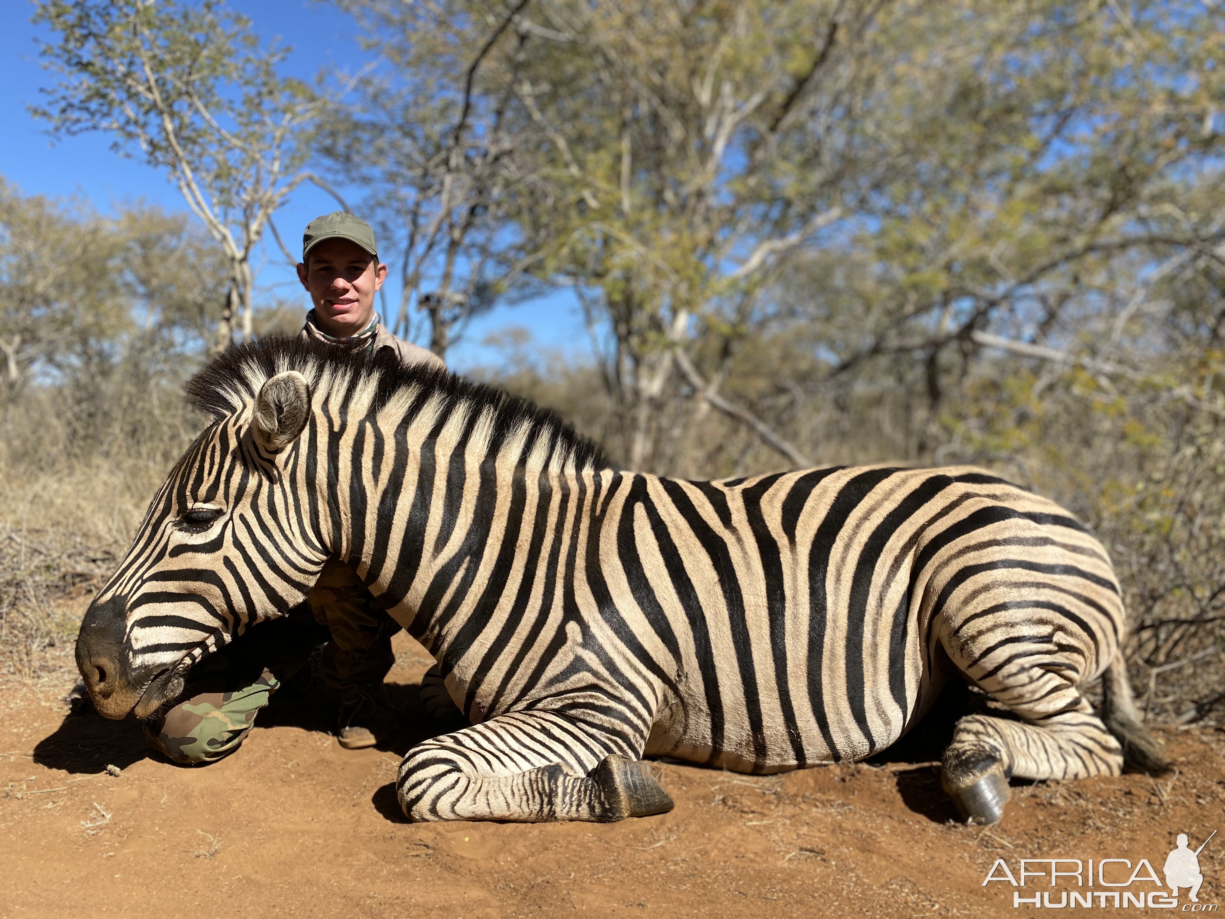 South Africa Hunt Burchell's Plain Zebra