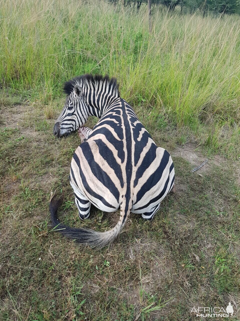 South Africa Hunt Burchell's Plain Zebra