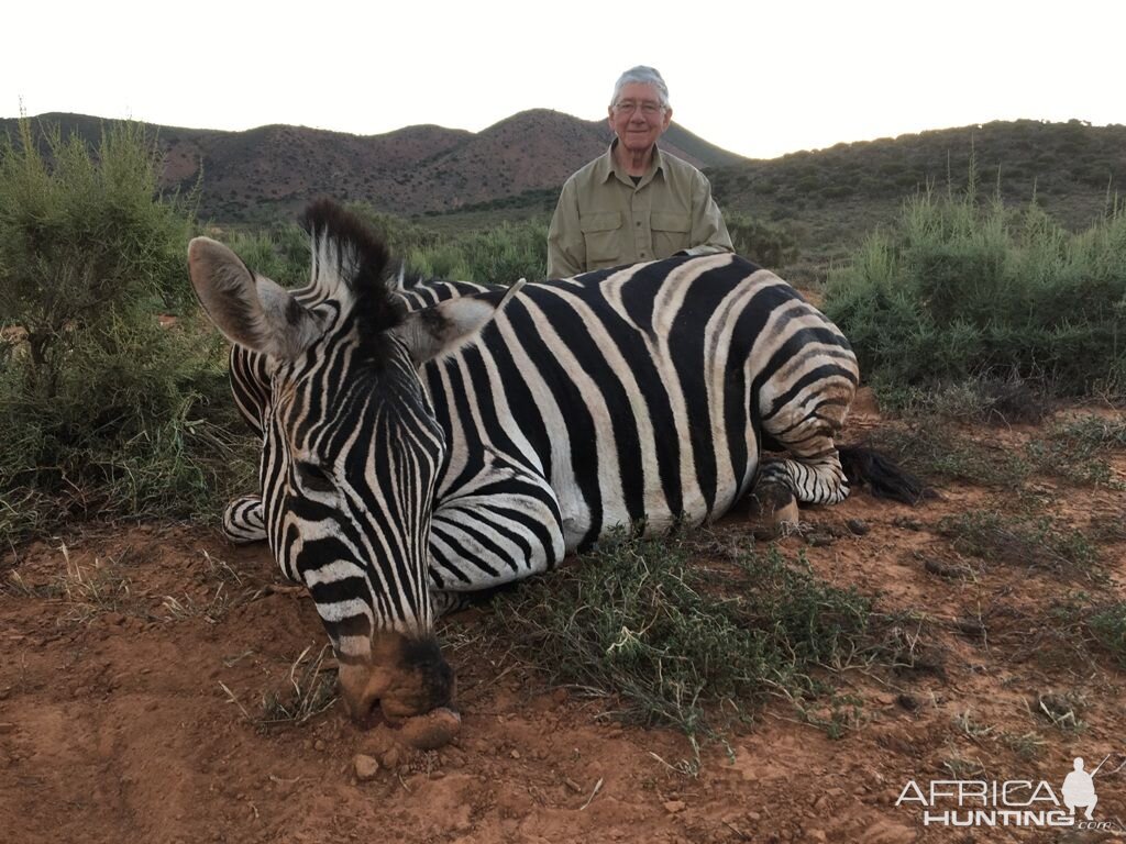 South Africa Hunt Burchell's Plain Zebra