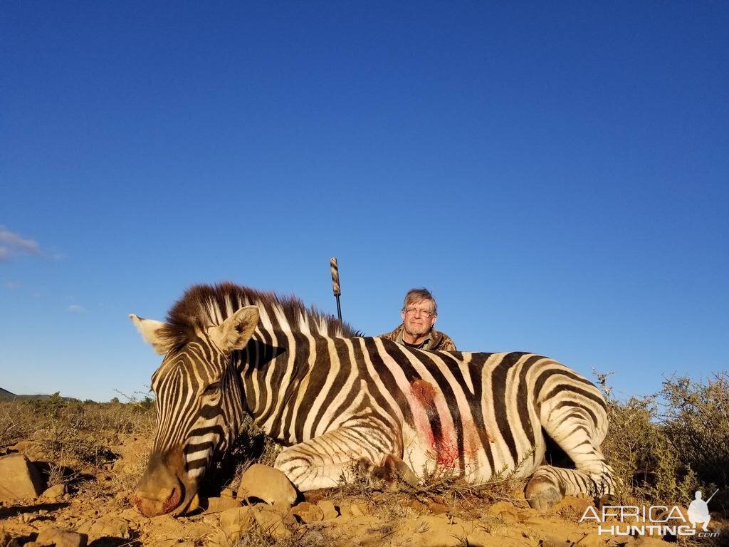 South Africa Hunt Burchell's Plain Zebra