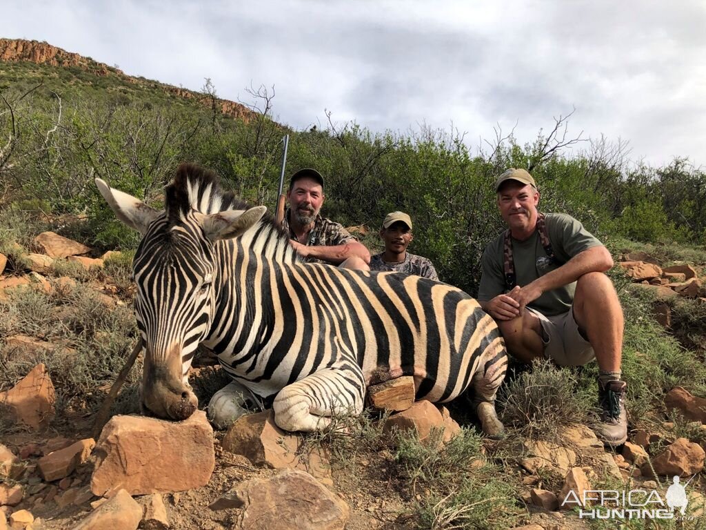 South Africa Hunt Burchell's Plain Zebra