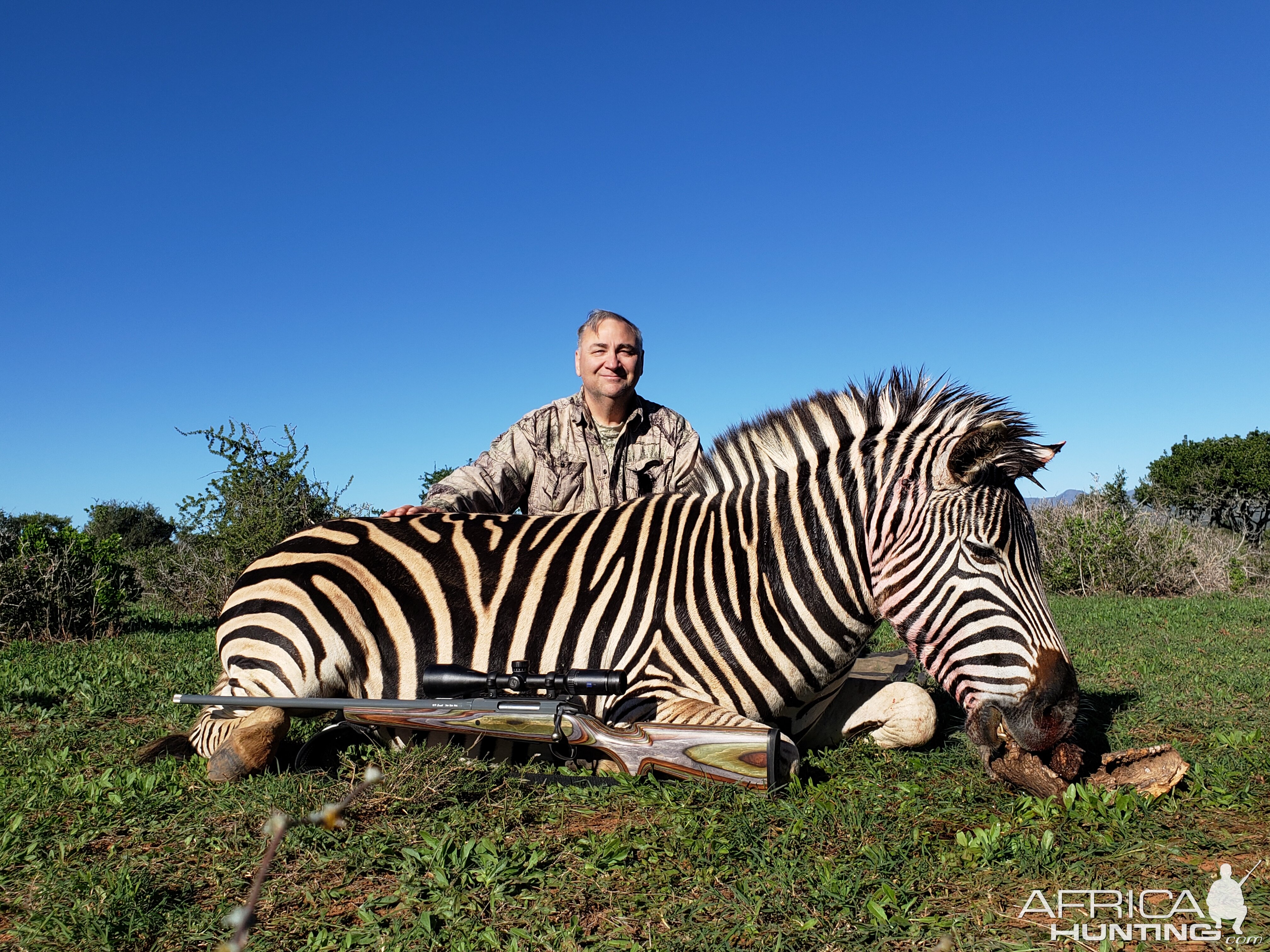 South Africa Hunt Burchell's Plain Zebra