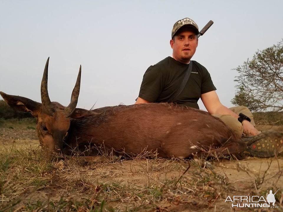 South Africa Hunt Bushbuck