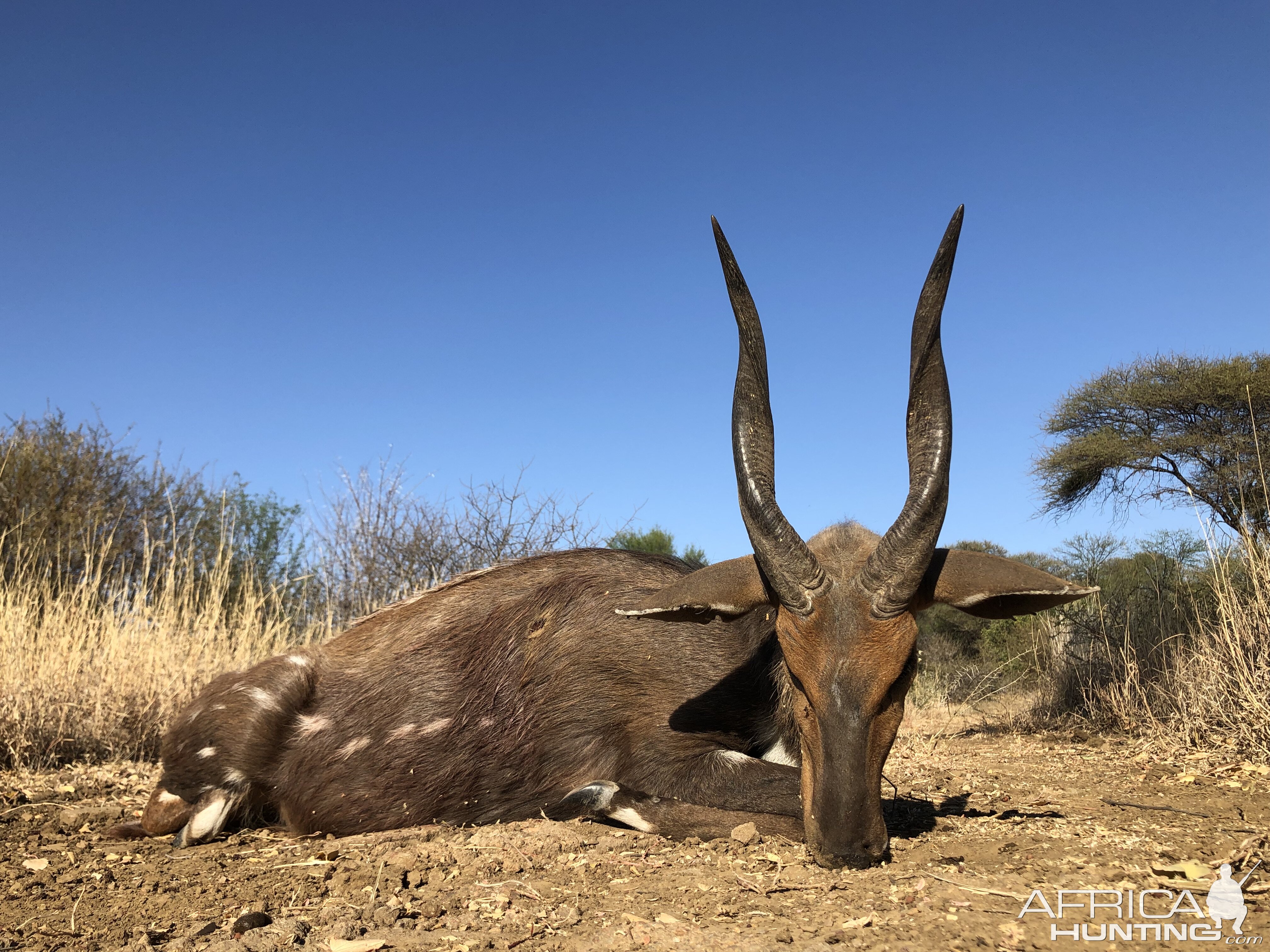 South Africa Hunt Bushbuck