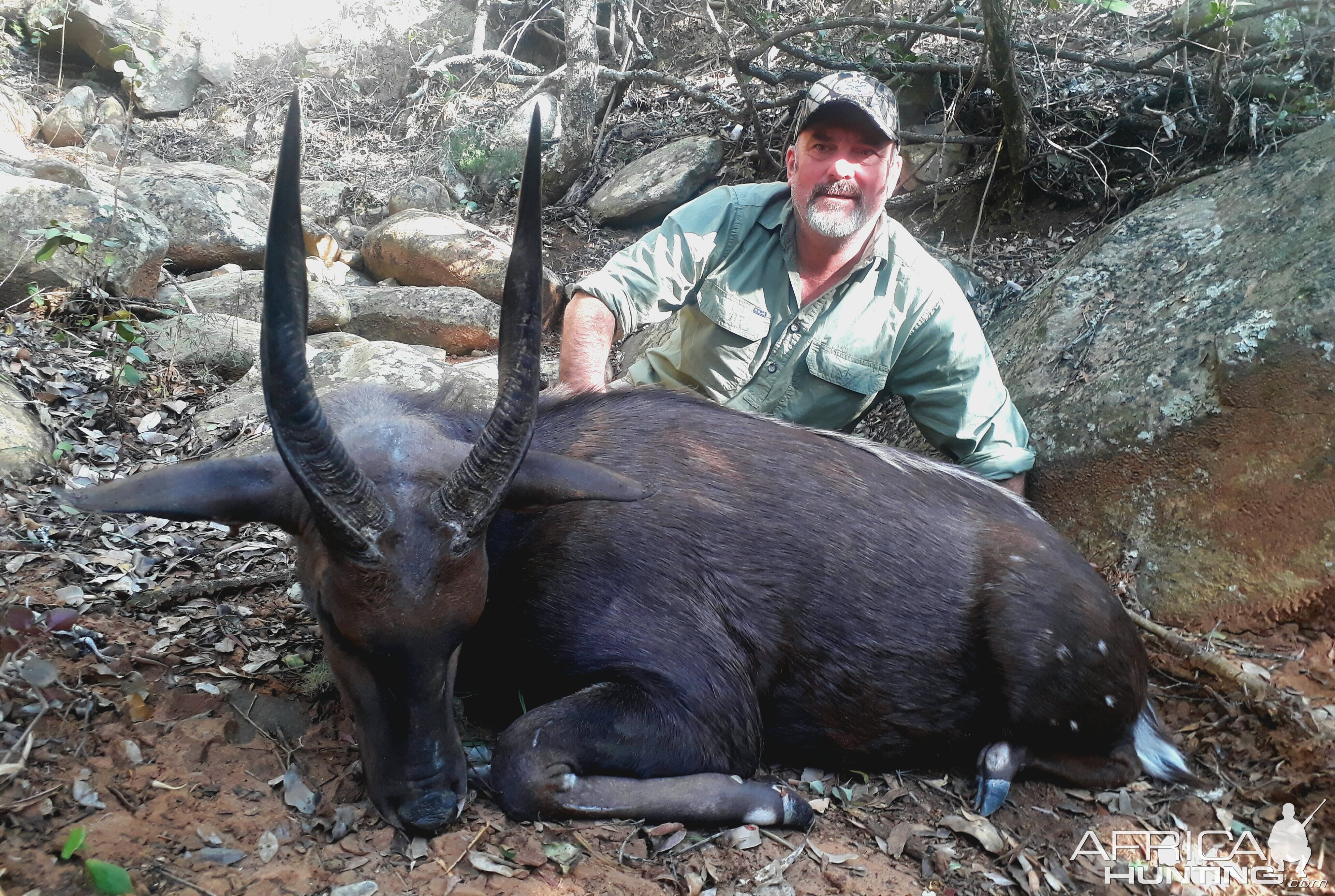 South Africa Hunt Bushbuck