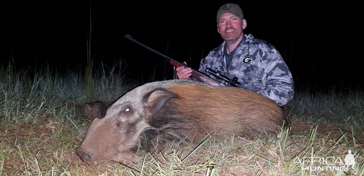 South Africa Hunt Bushpig