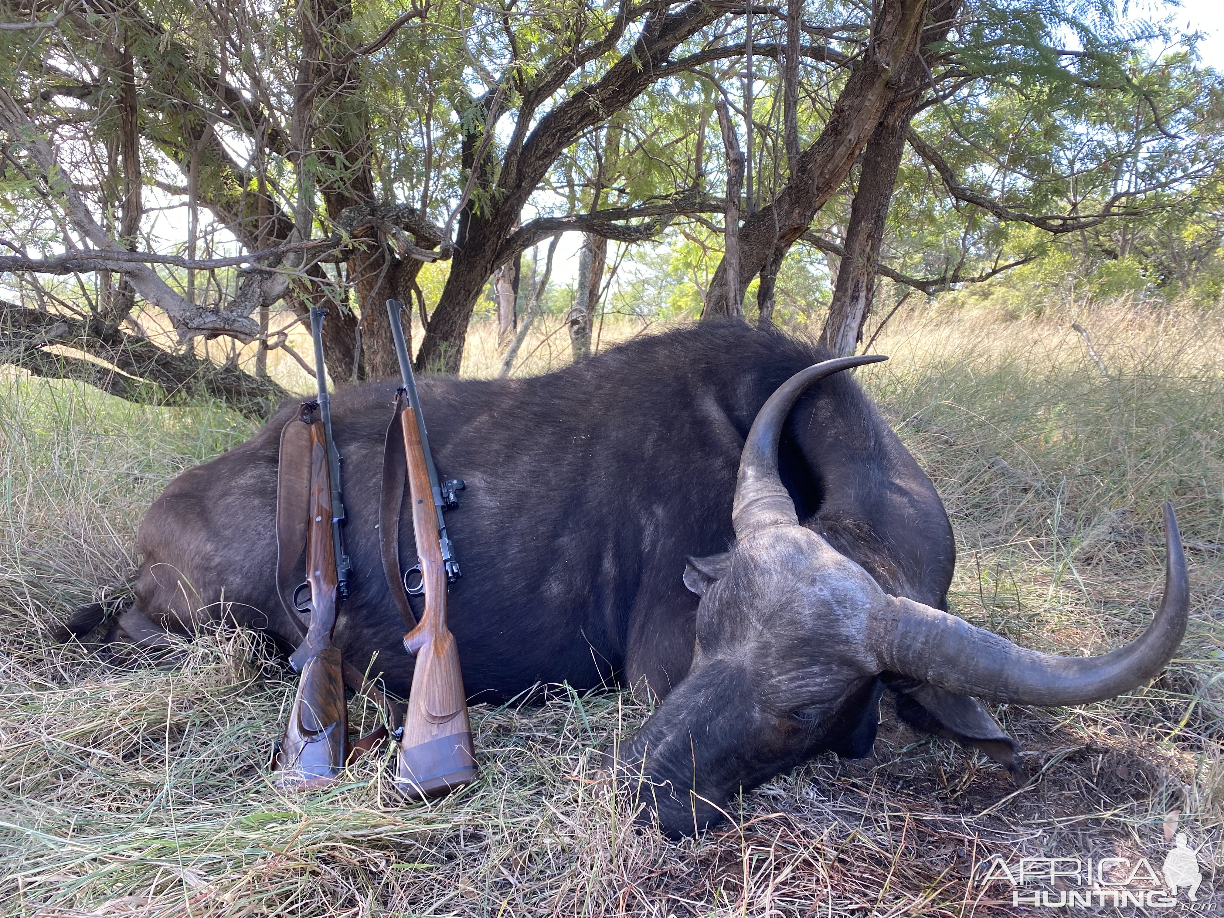 South Africa Hunt Cape Buffalo Cow