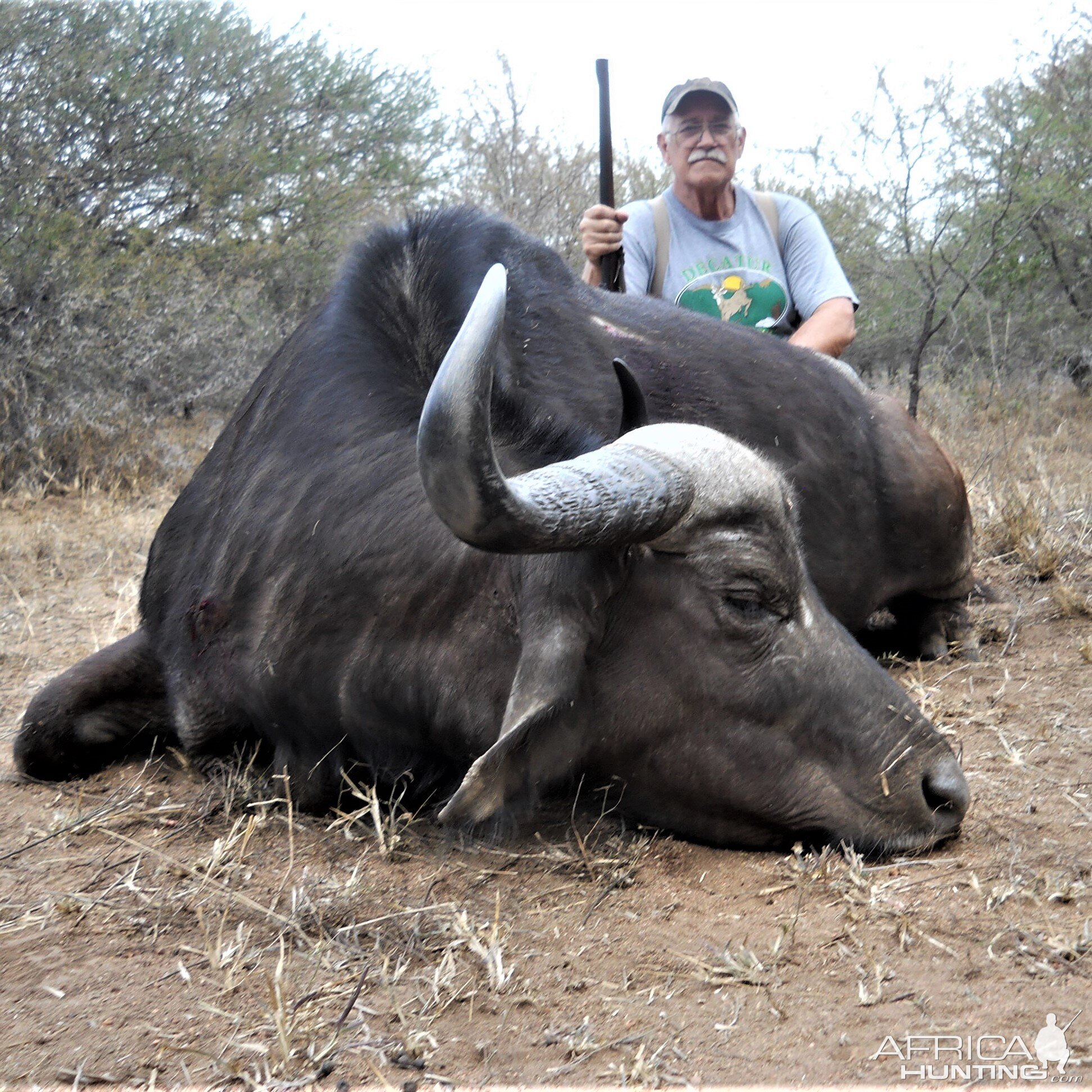 South Africa Hunt Cape Buffalo Cow | AfricaHunting.com