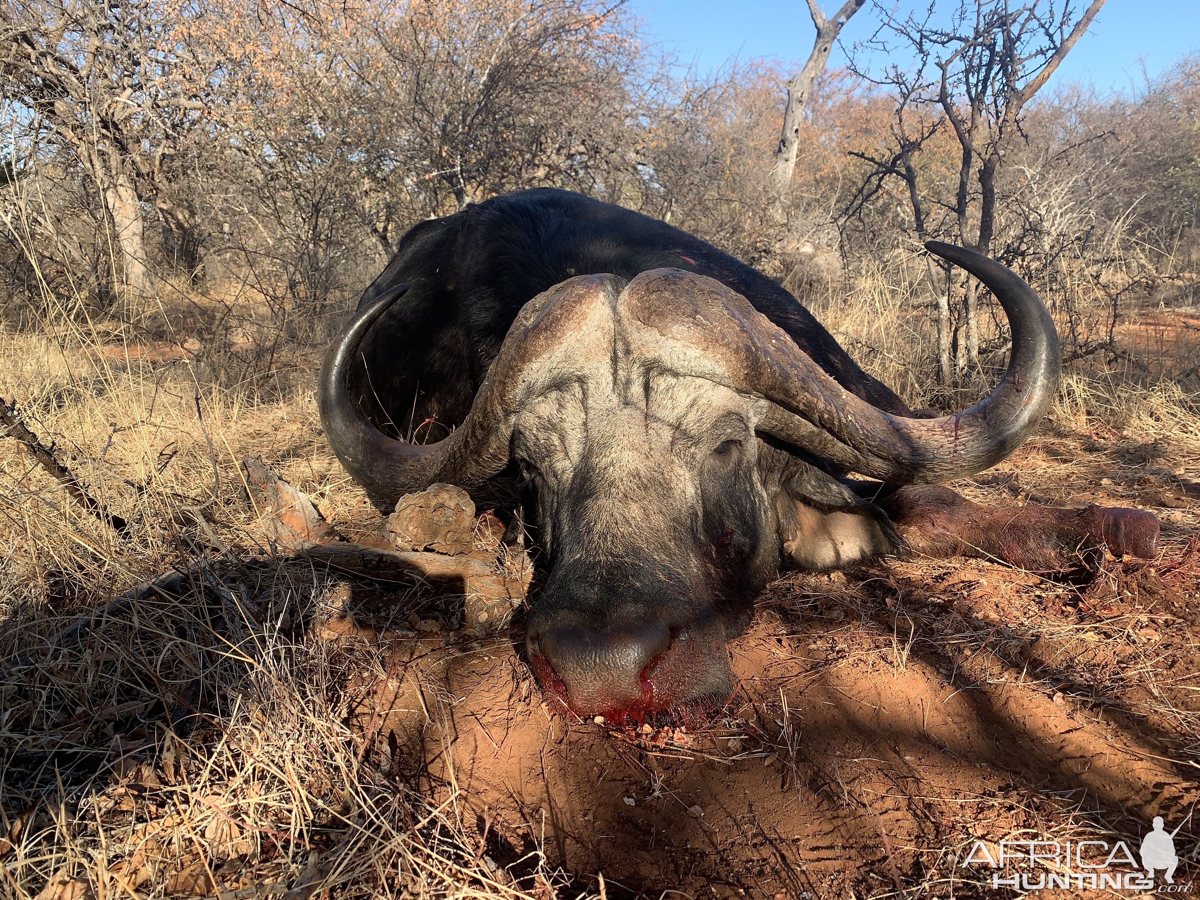 South Africa Hunt Cape Buffalo