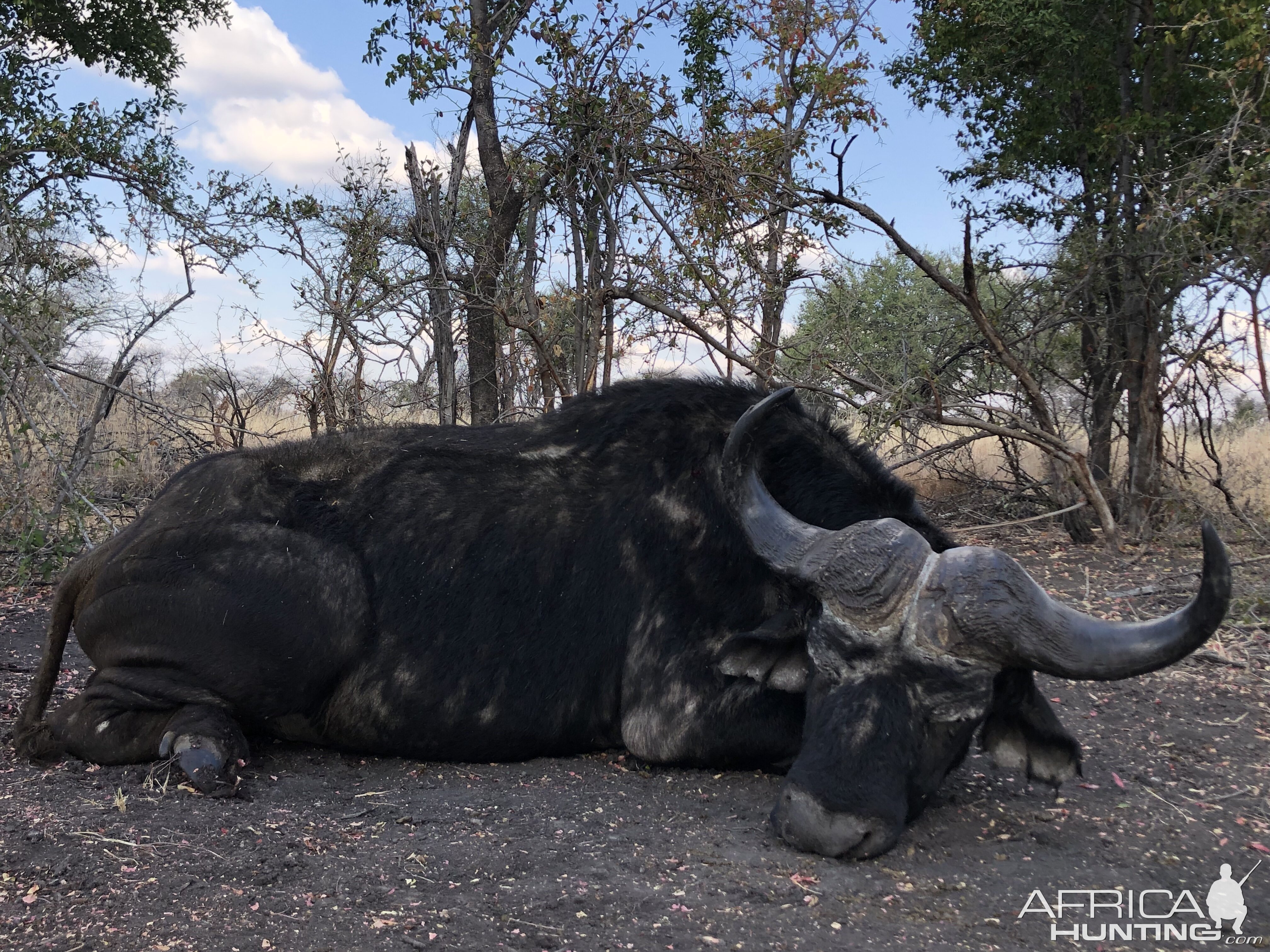 South Africa Hunt Cape Buffalo