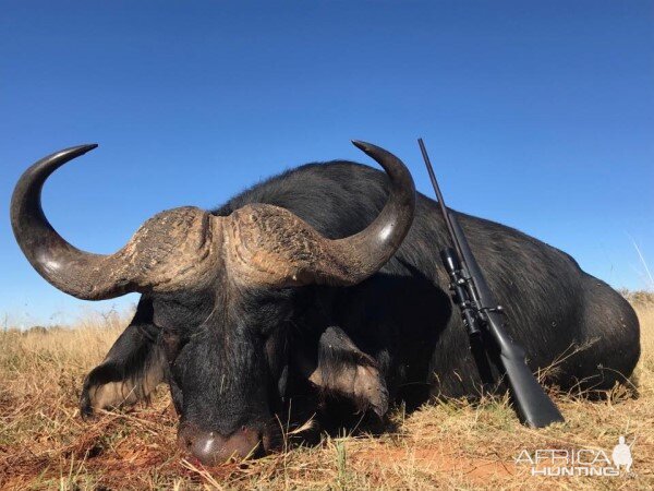 South Africa Hunt Cape Buffalo | AfricaHunting.com