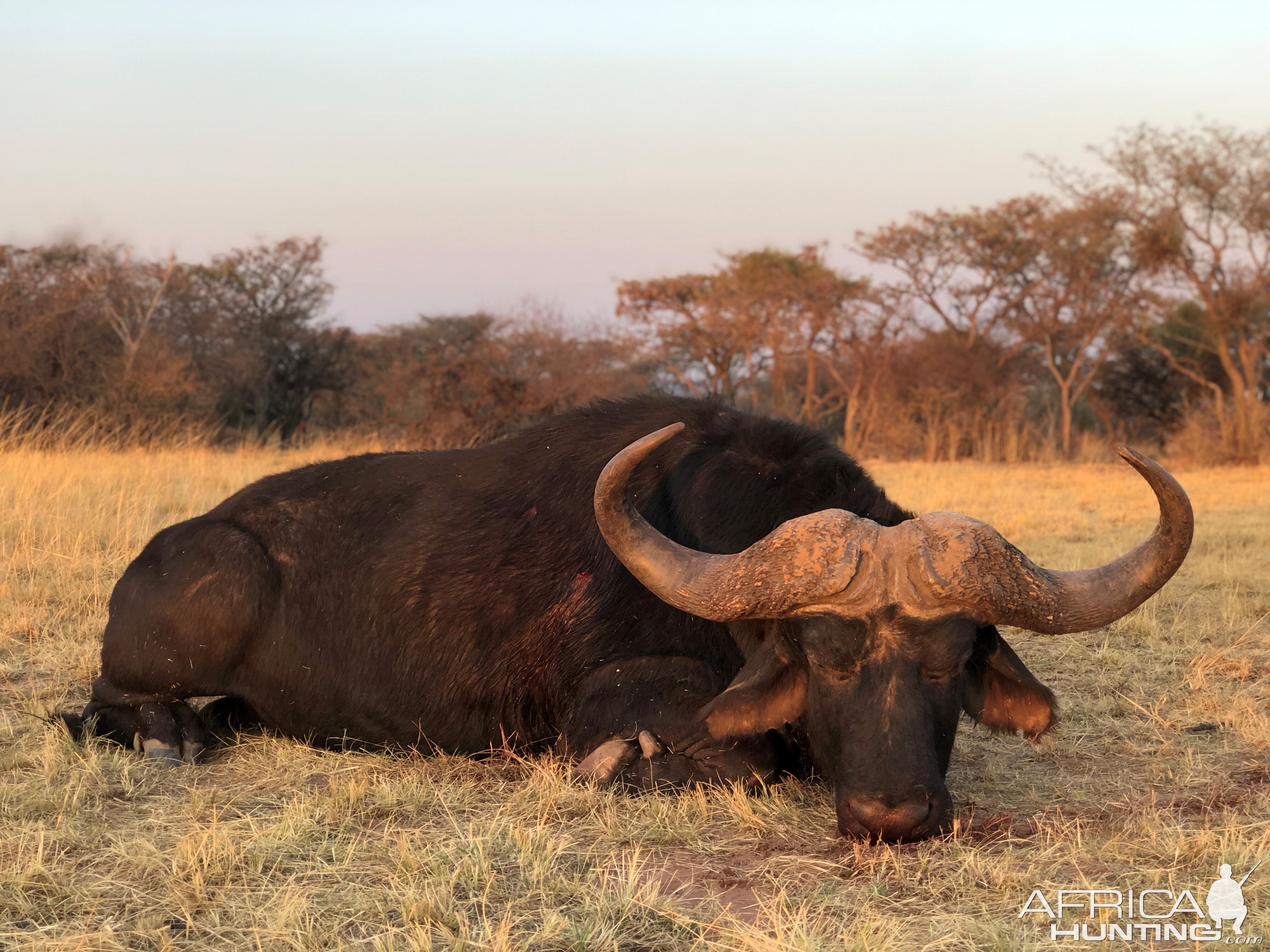 South Africa Hunt Cape Buffalo