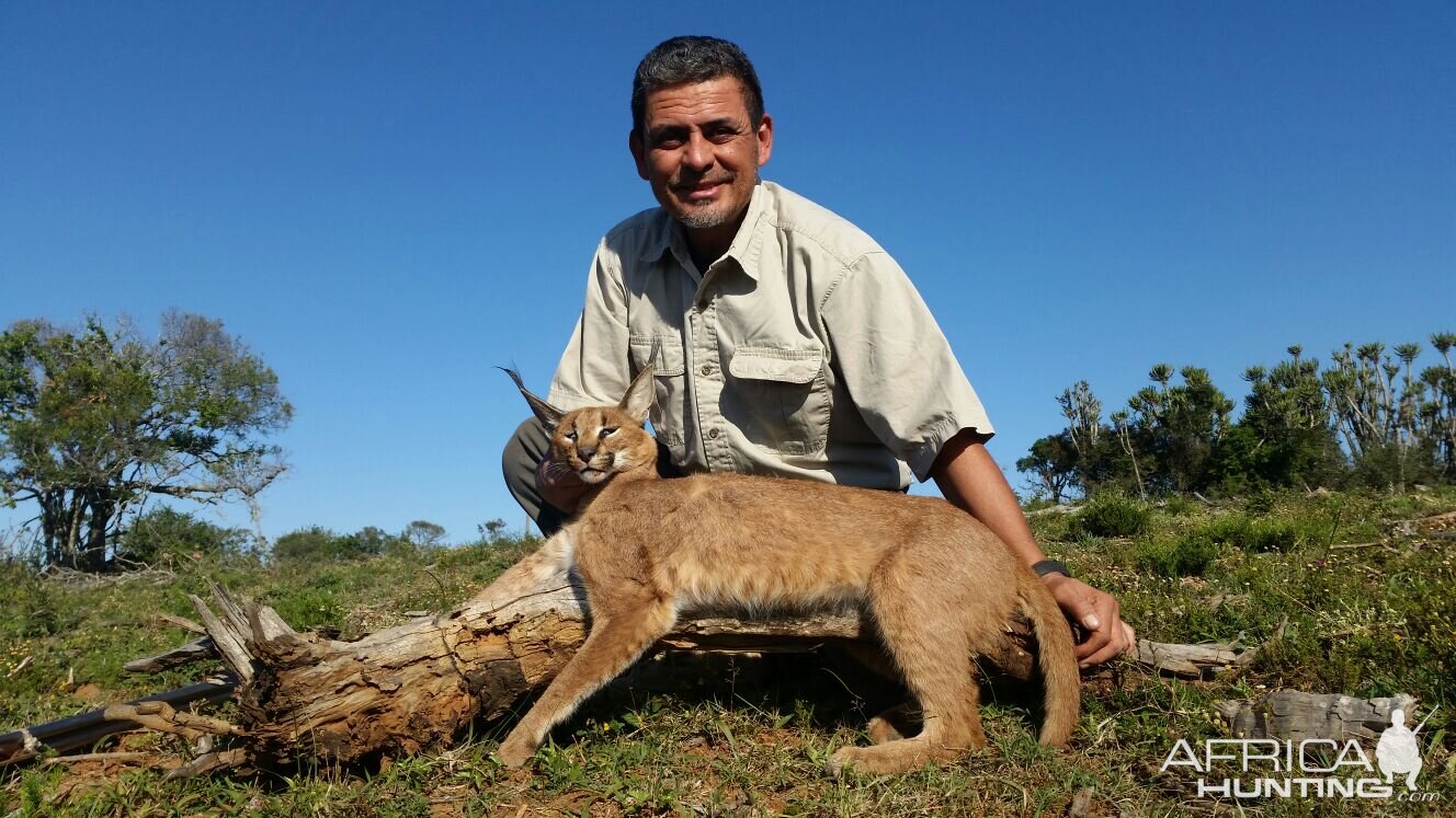 South Africa Hunt Caracal