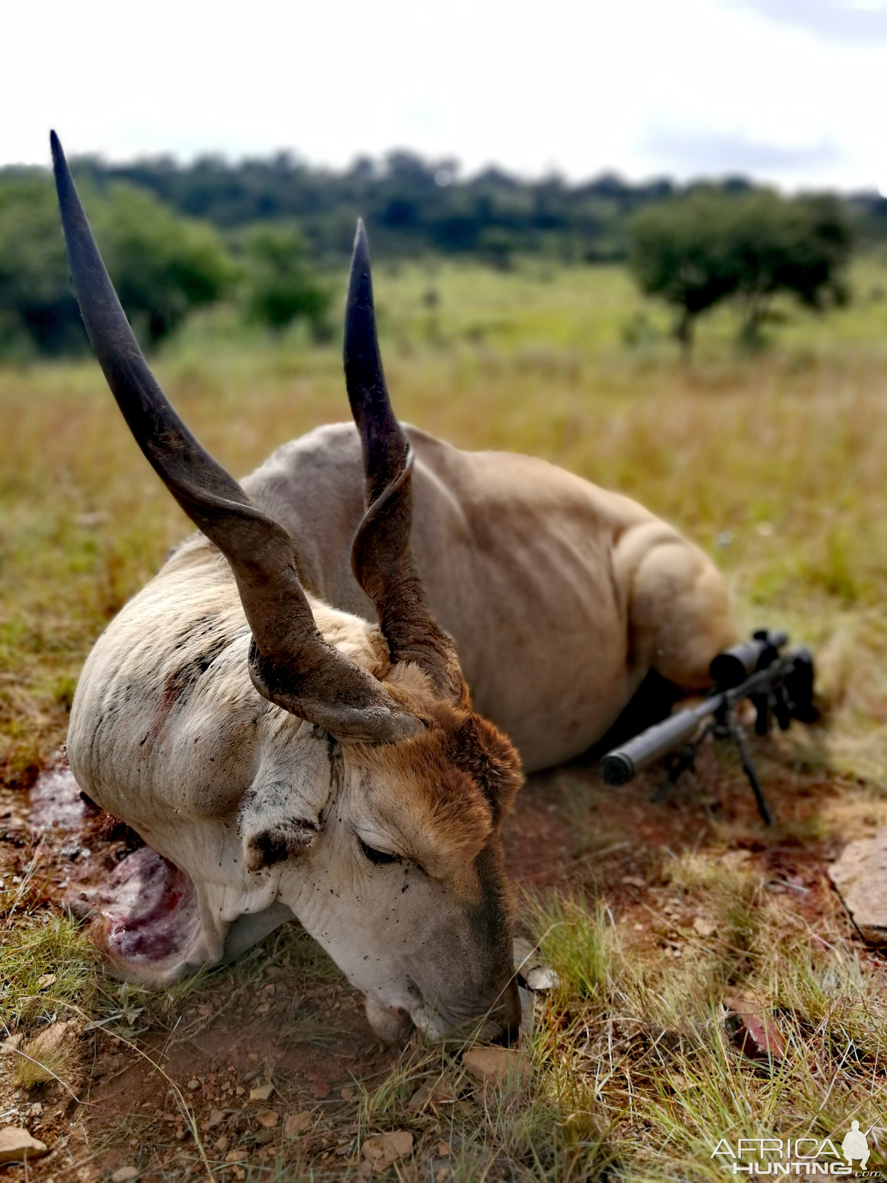 South Africa Hunt Eland