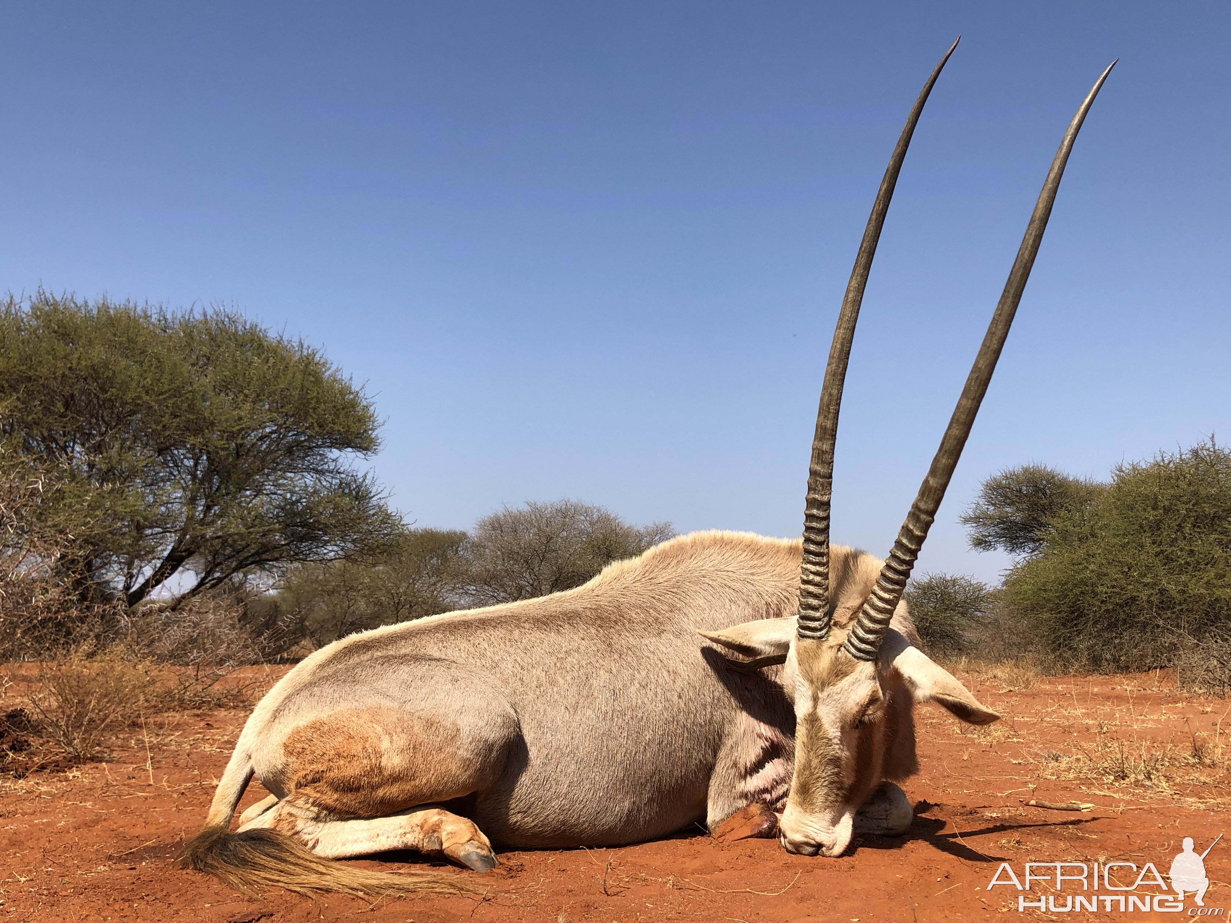 South Africa Hunt Golden Gemsbok