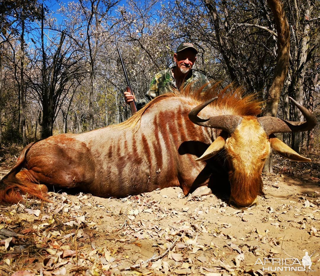 South Africa Hunt Golden Wildebeest