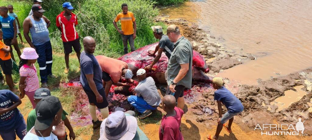 South Africa Hunt Hippo