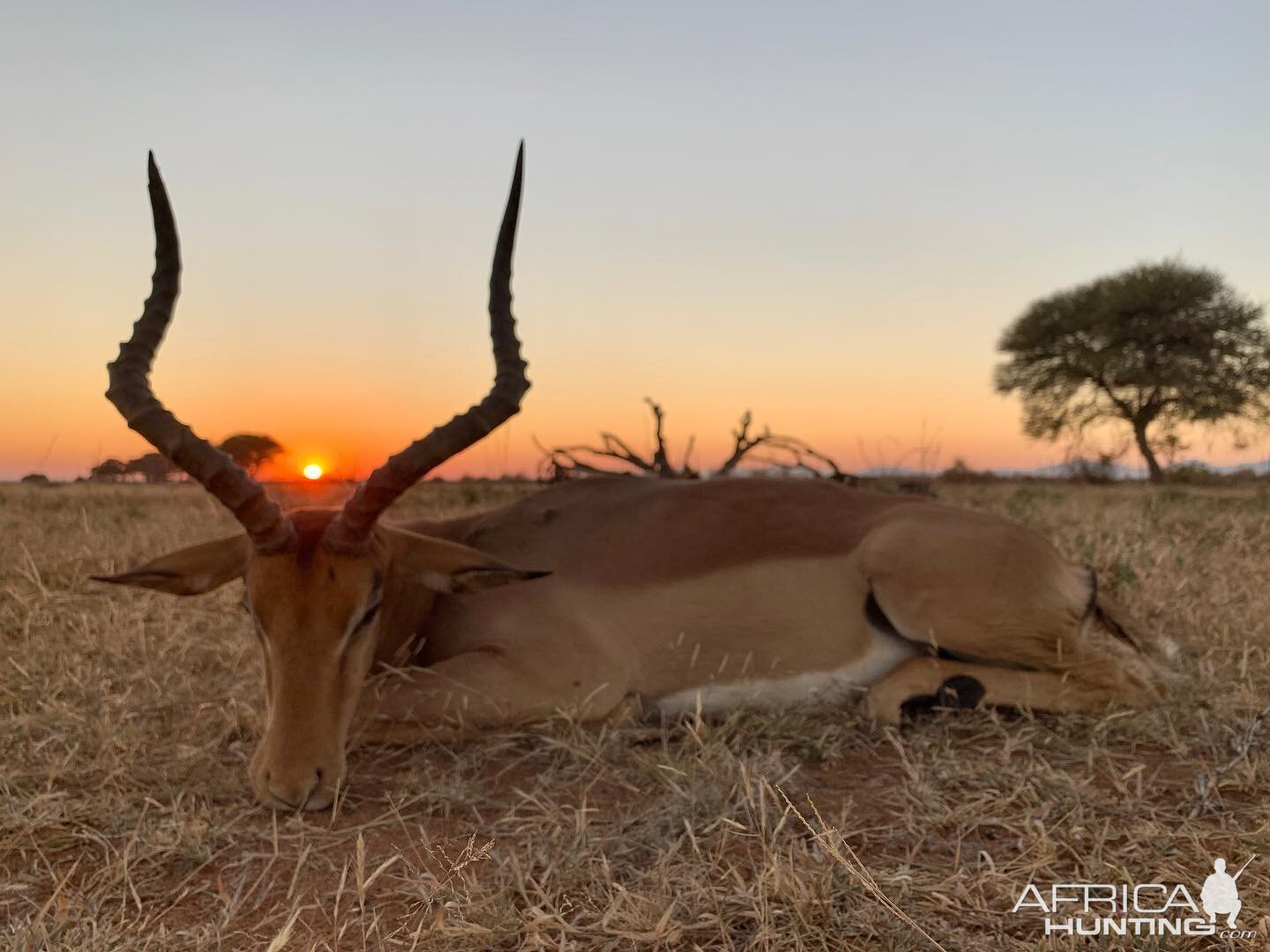 South Africa Hunt Impala