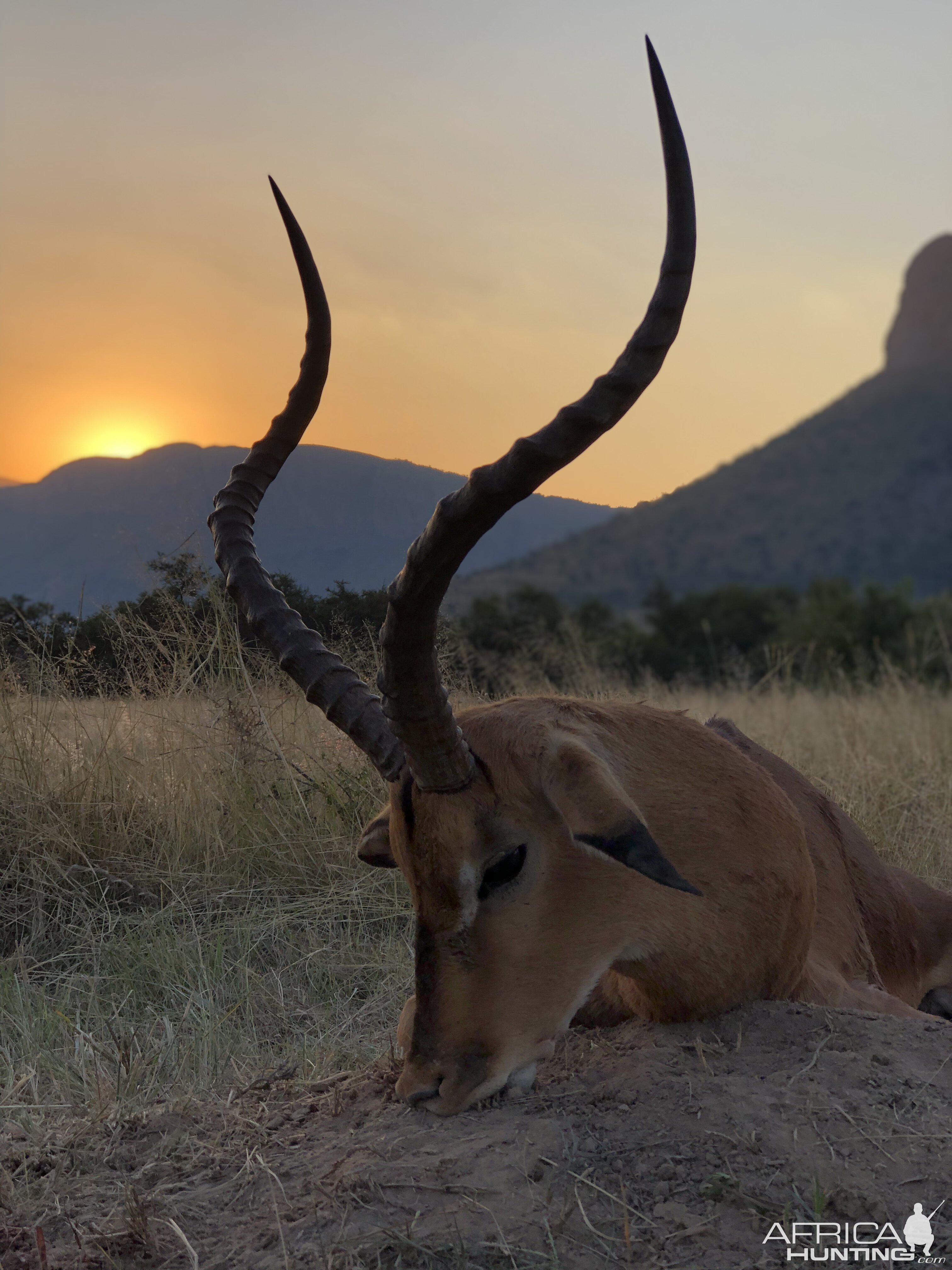 South Africa Hunt Impala