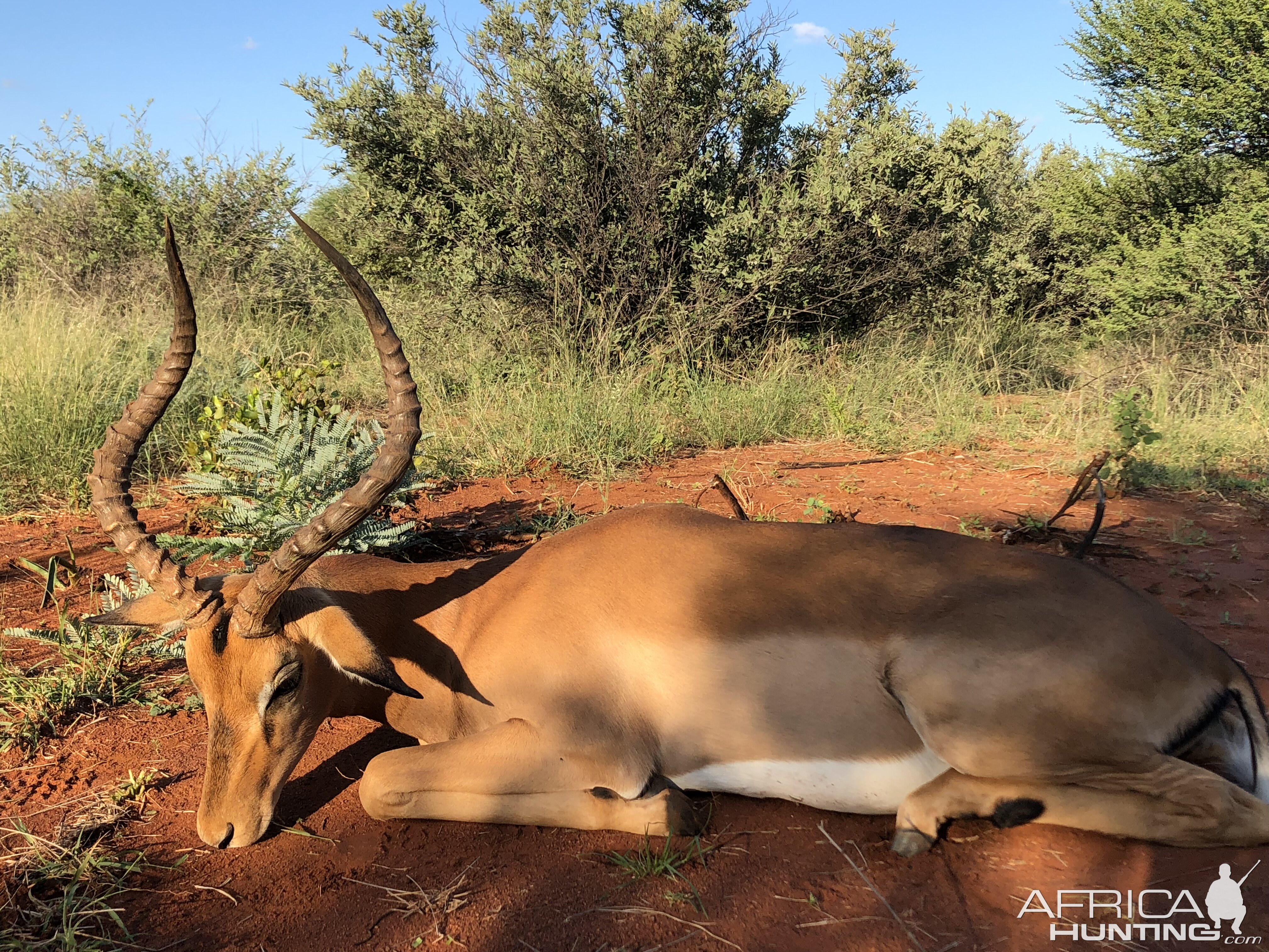 South Africa Hunt Impala