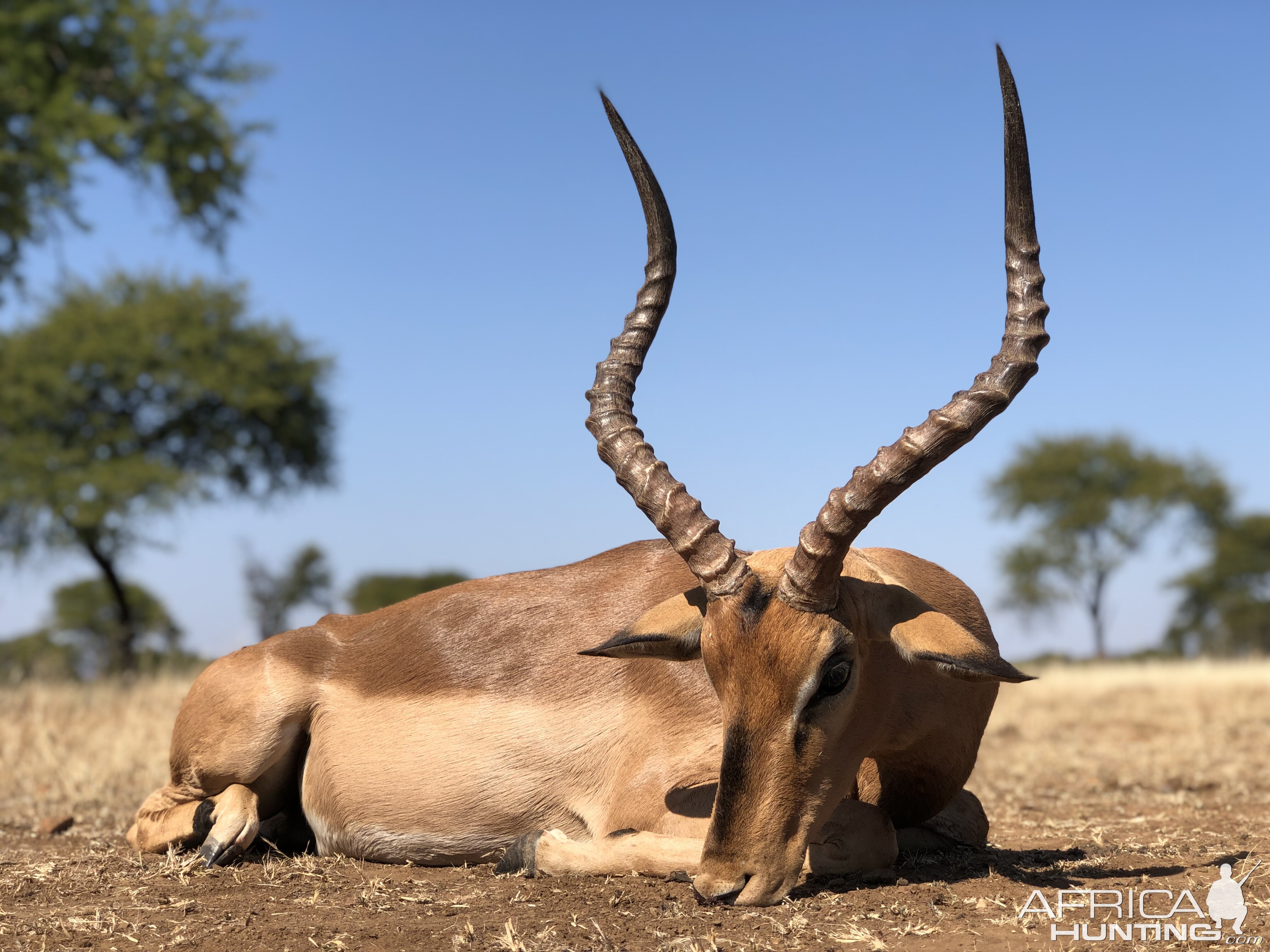 South Africa Hunt Impala