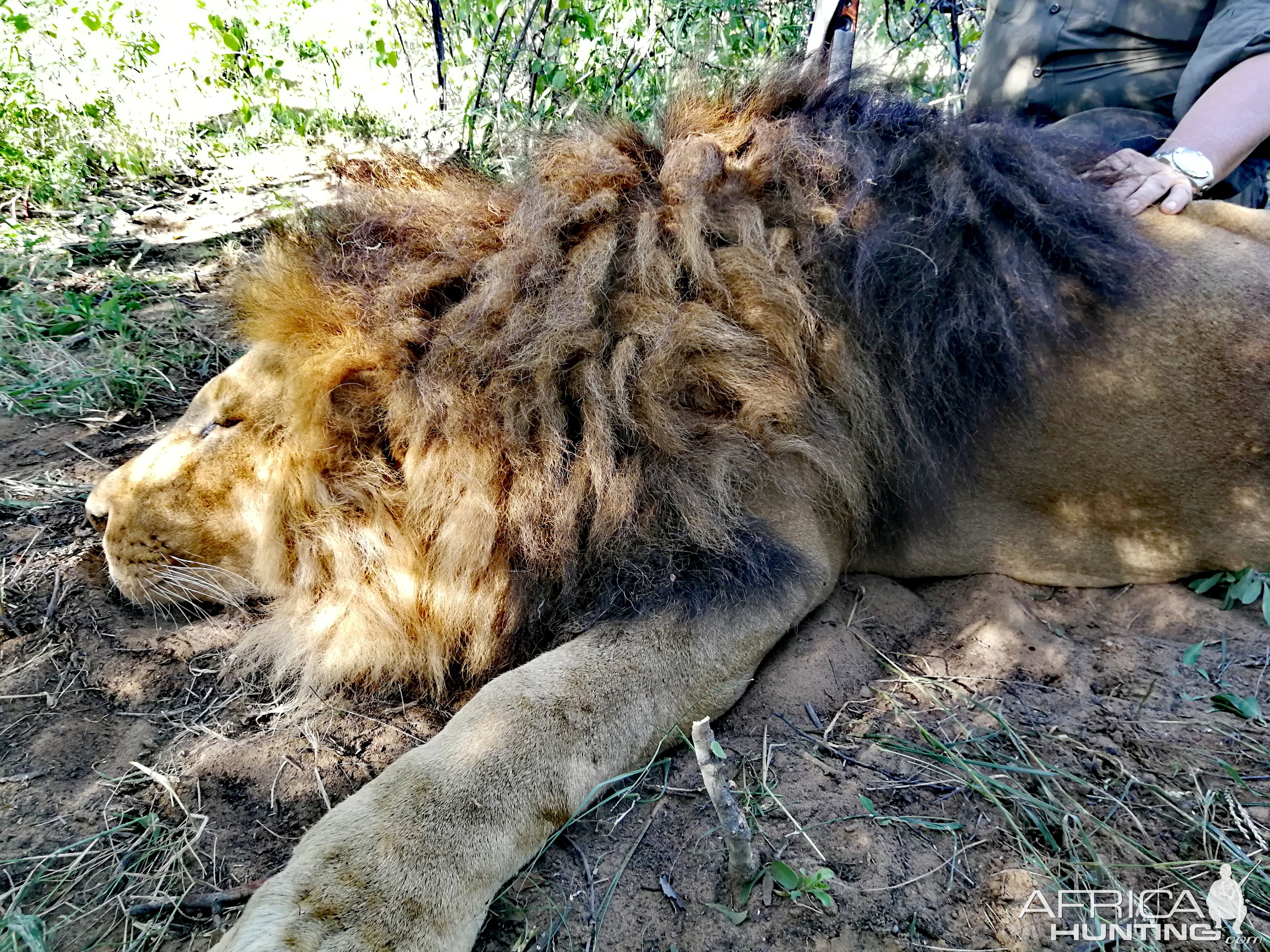 South Africa Hunt Lion
