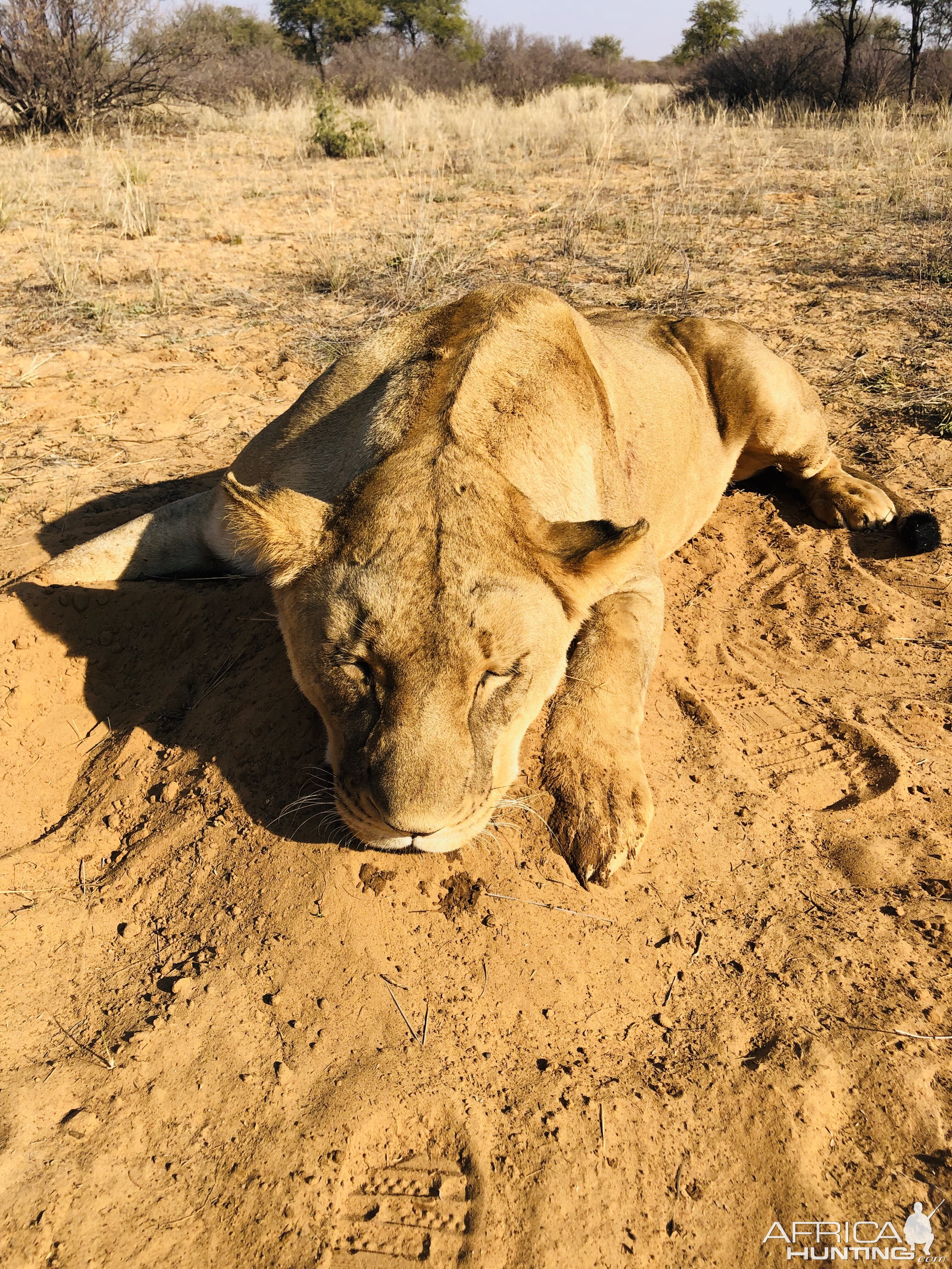 South Africa Hunt Lioness